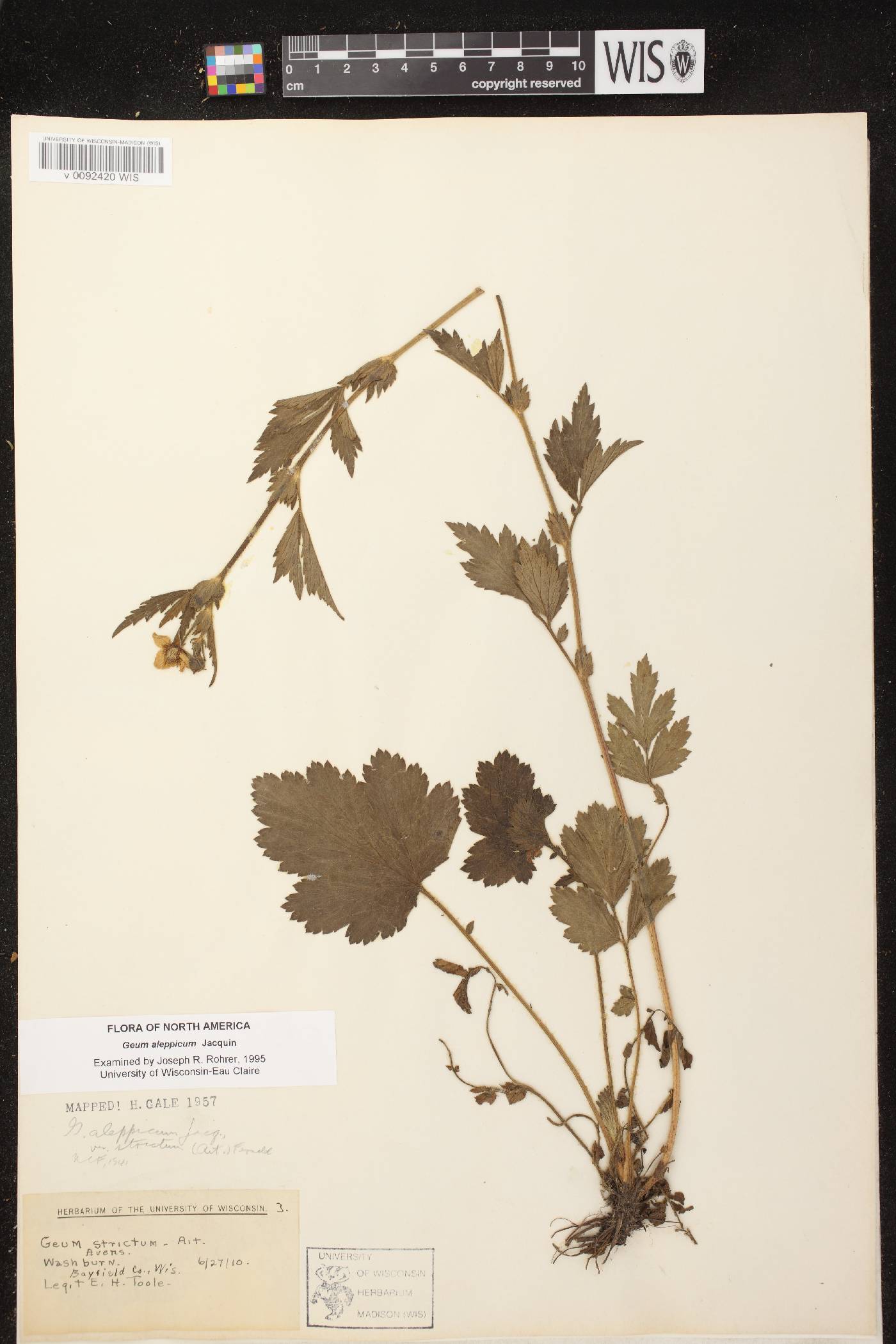 Geum aleppicum image