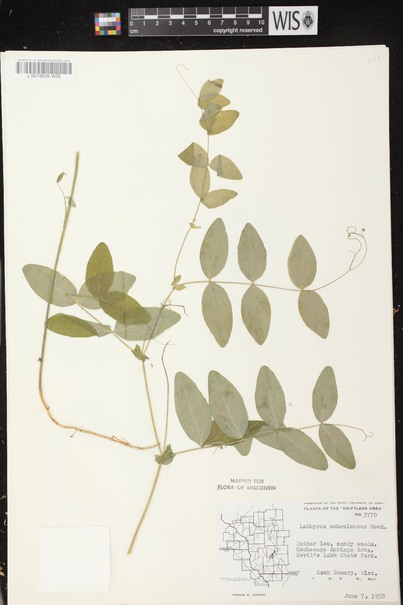 Lathyrus ochroleucus image