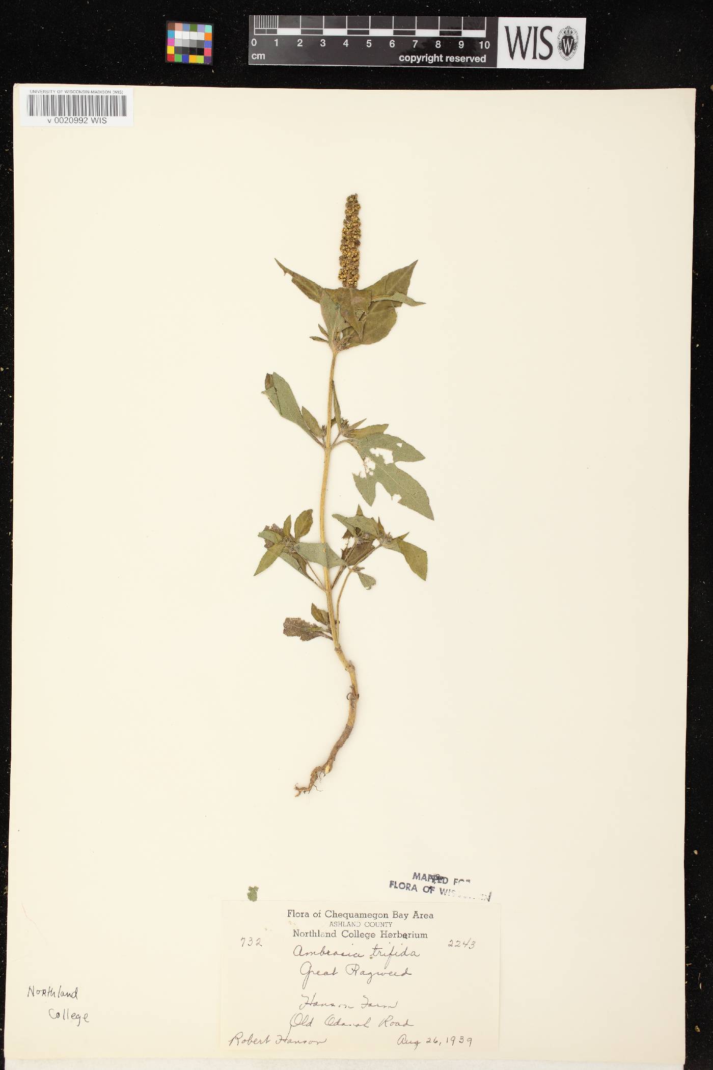 Ambrosia trifida image