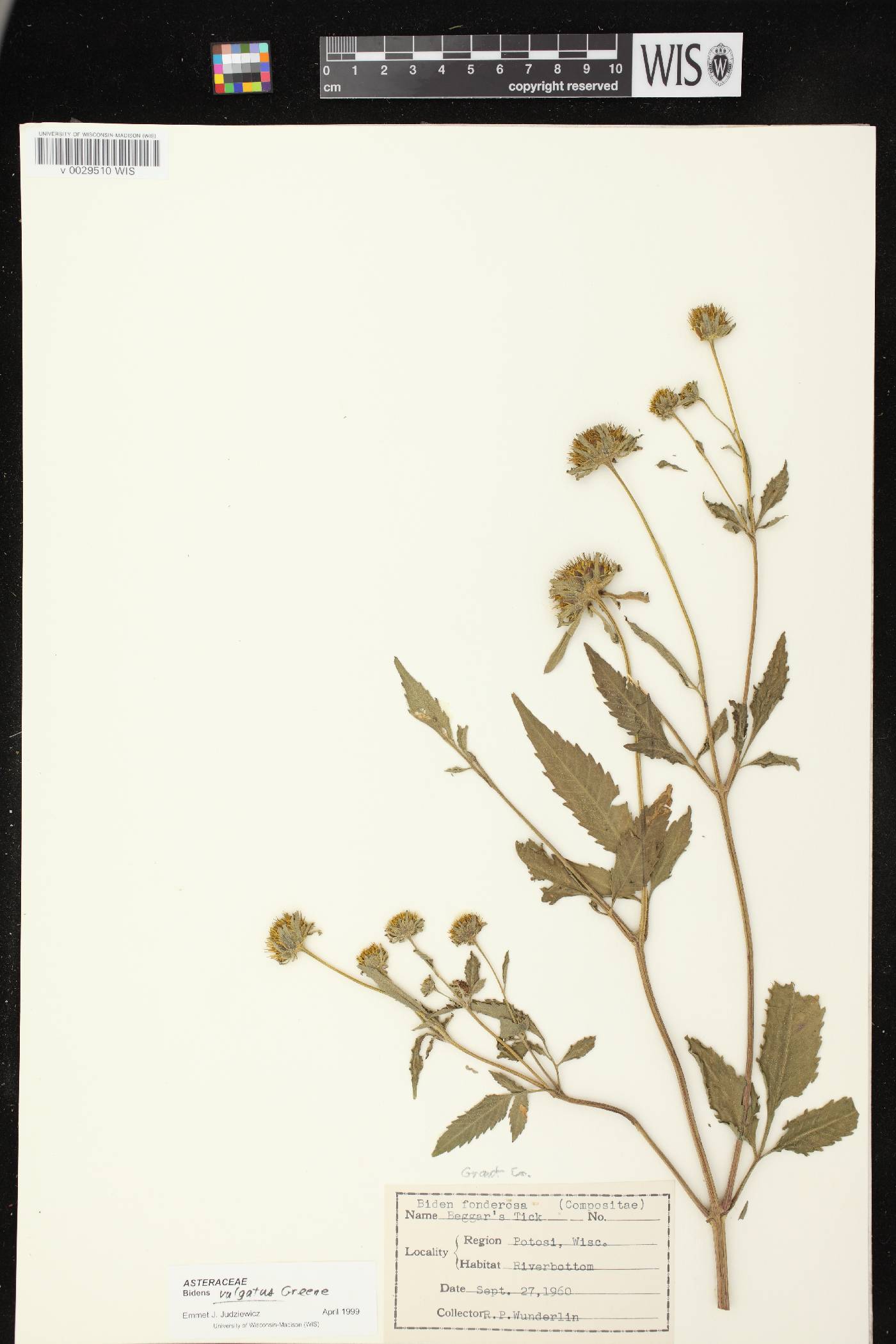 Bidens vulgata image
