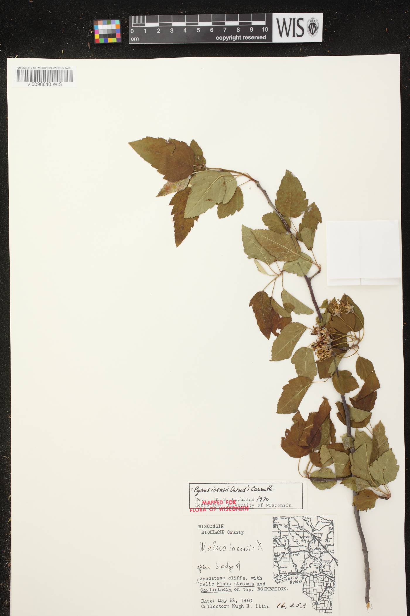 Malus ioensis image