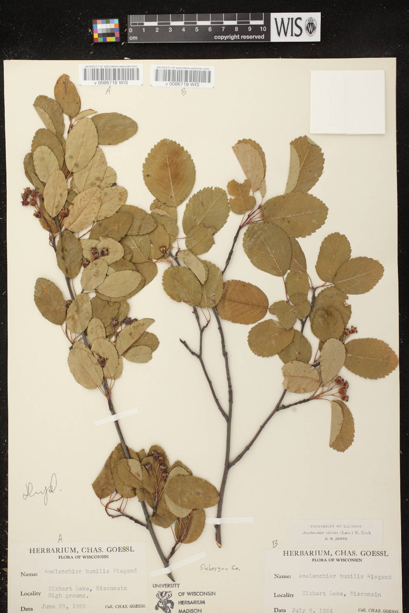 Amelanchier spicata image