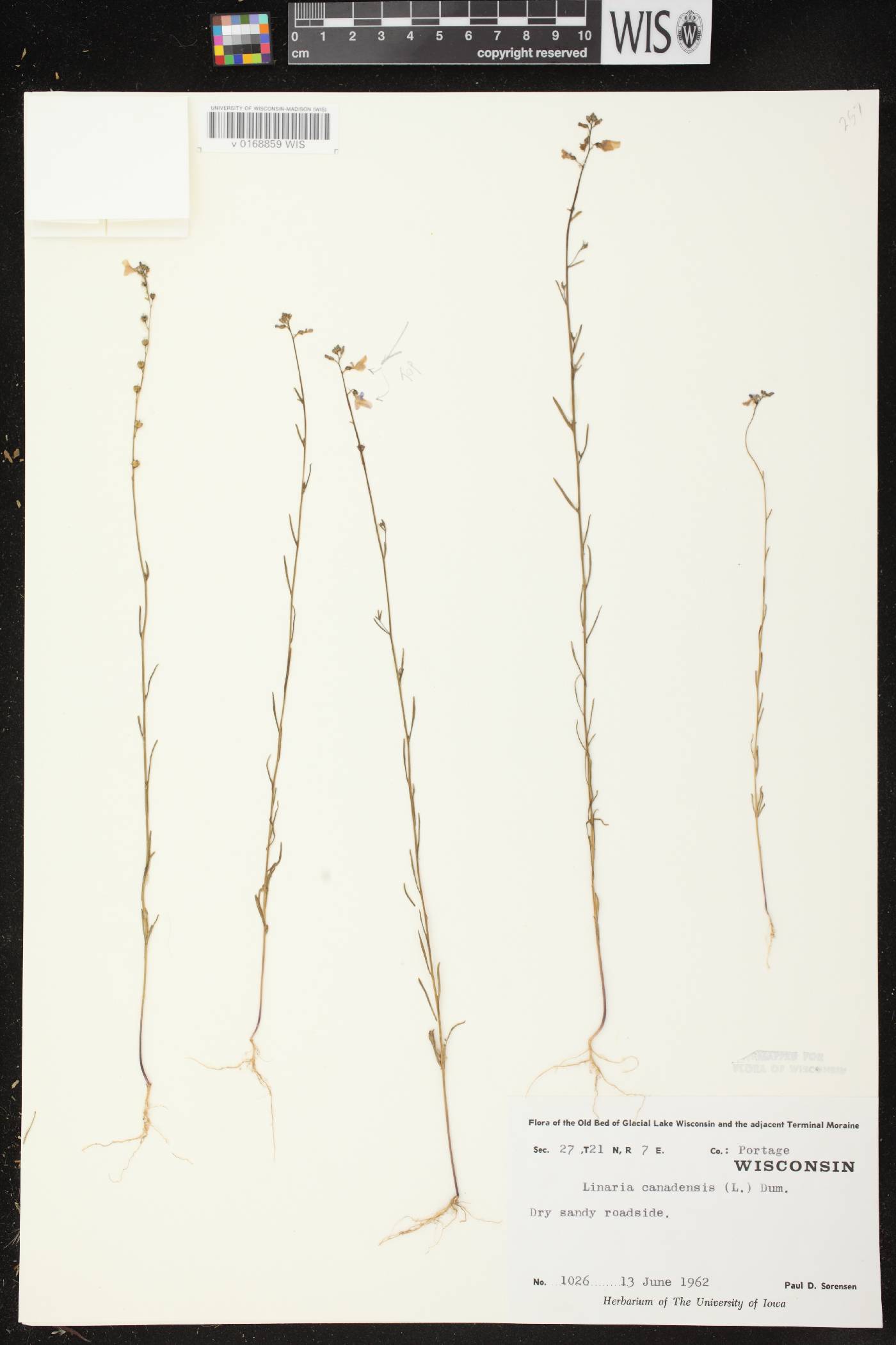 Nuttallanthus canadensis image