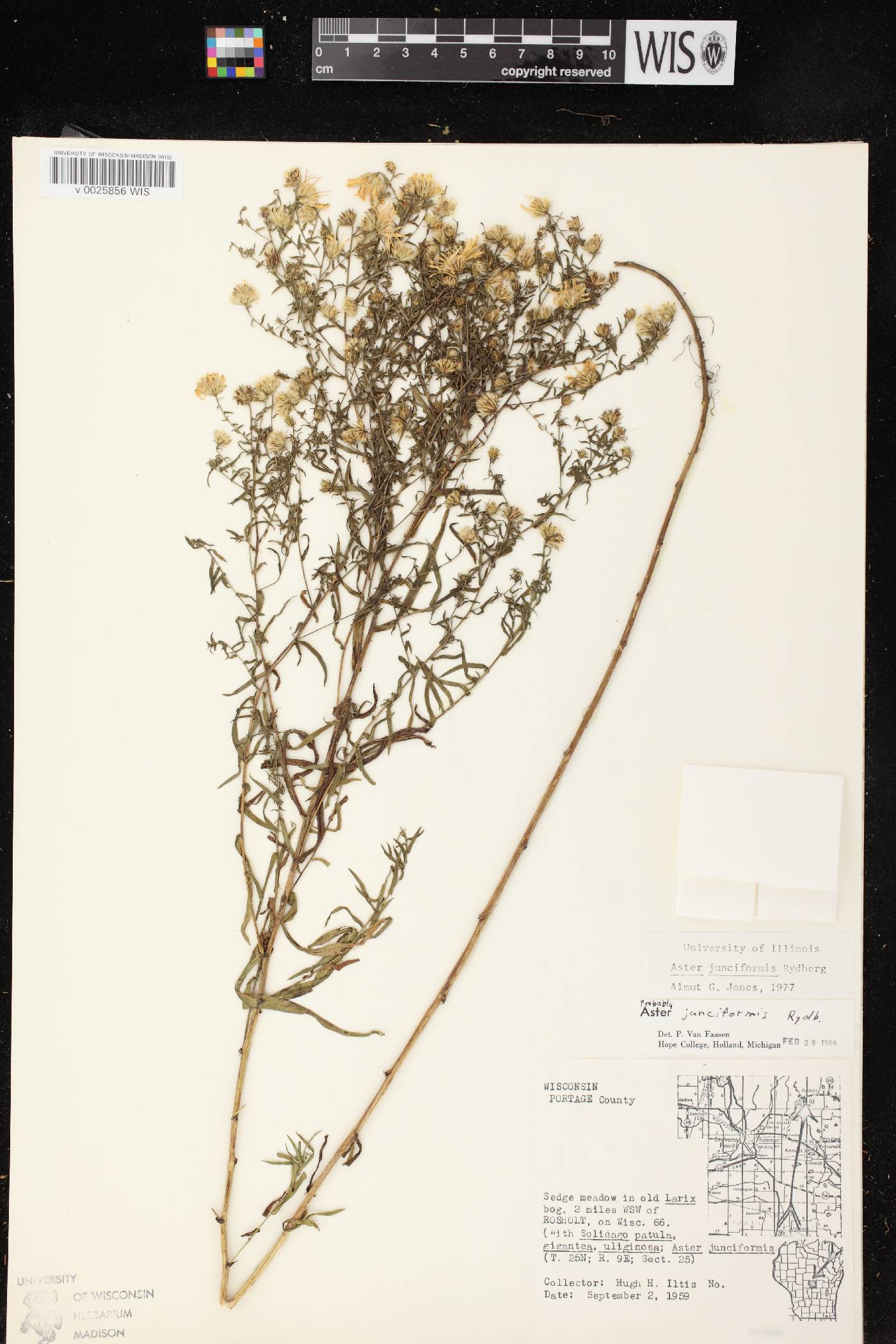 Symphyotrichum boreale image