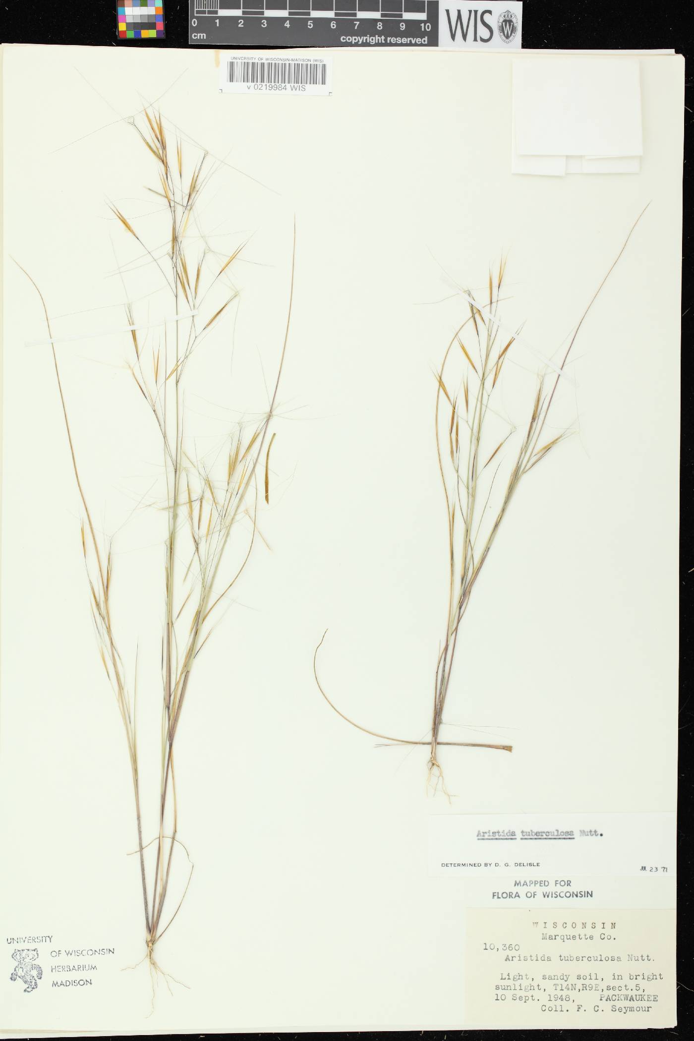 Aristida tuberculosa image