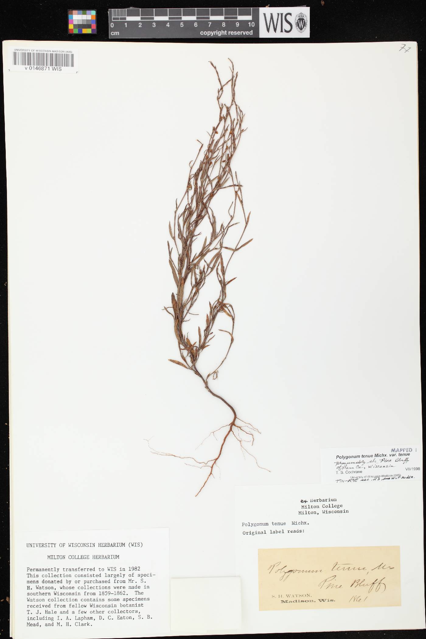 Polygonum tenue image