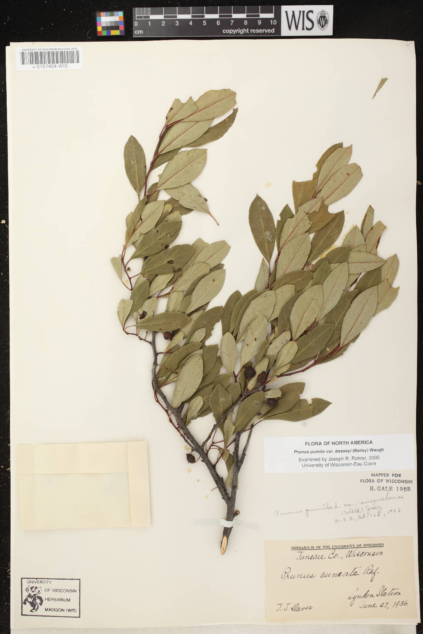Prunus pumila image