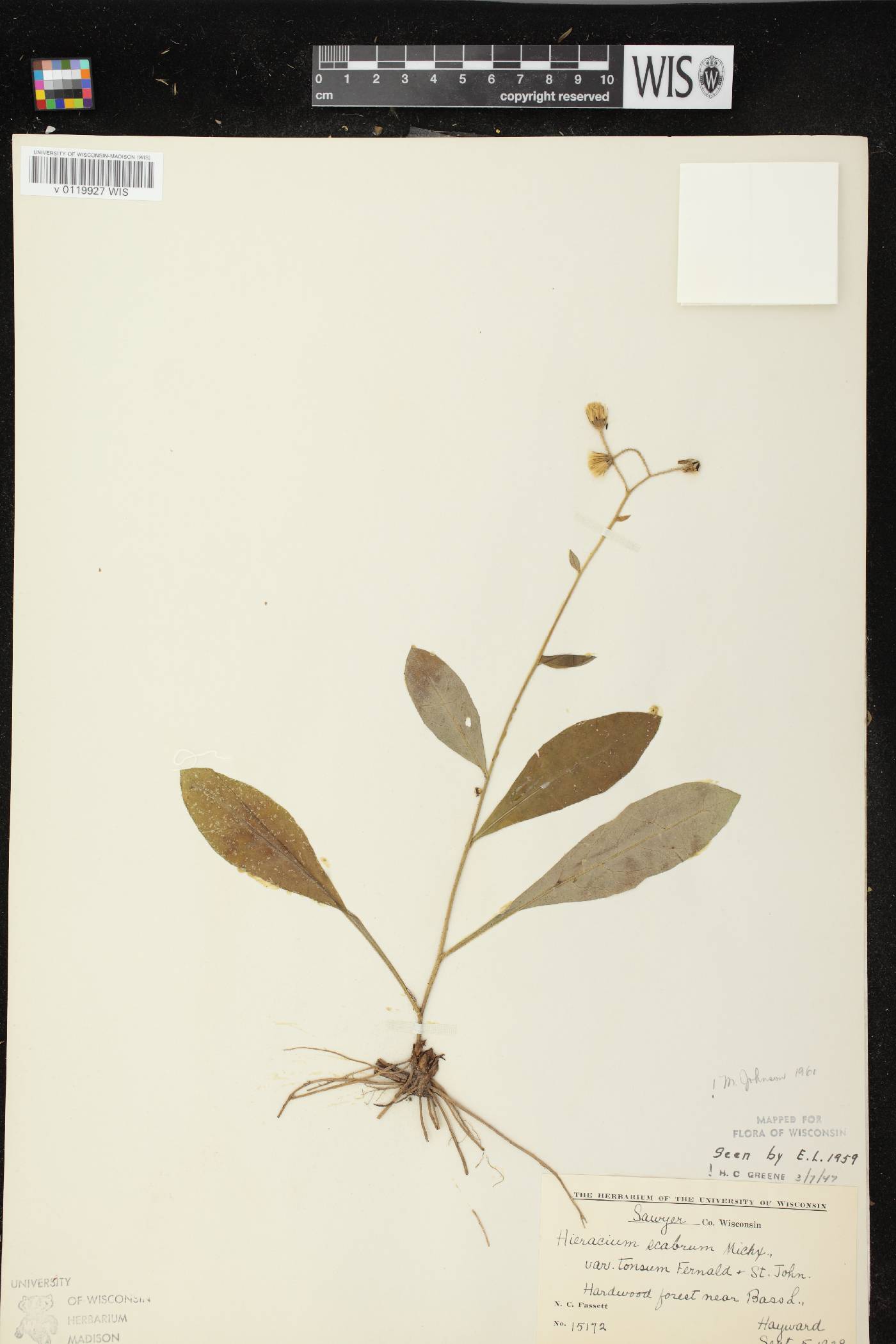 Hieracium scabrum image