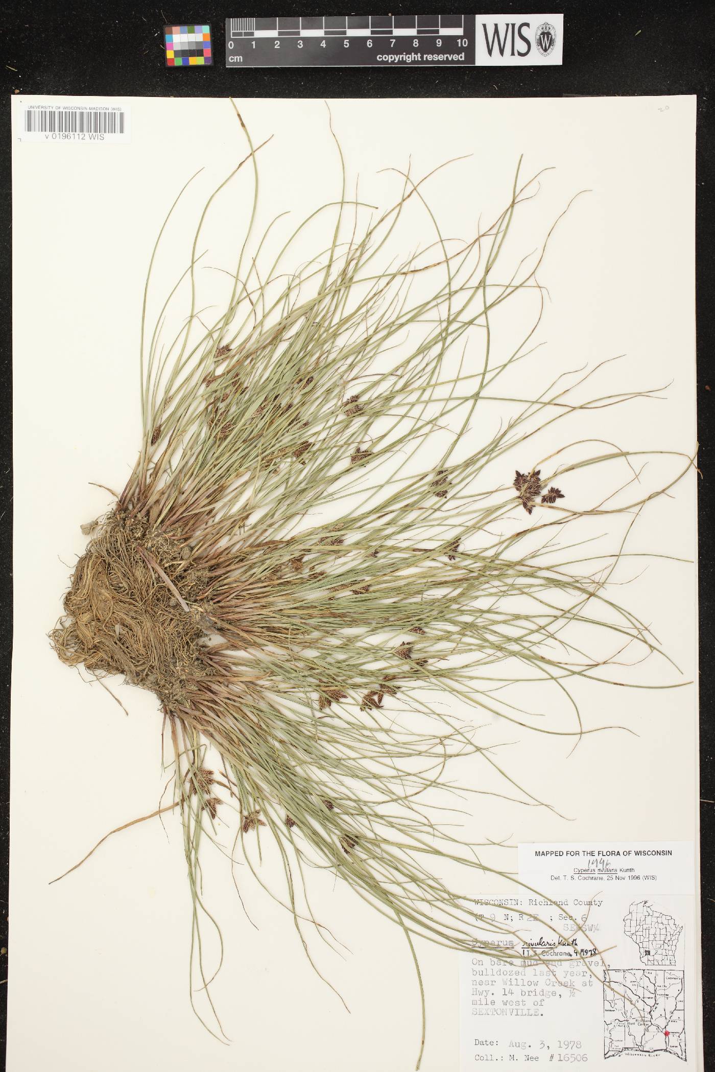 Cyperus bipartitus image
