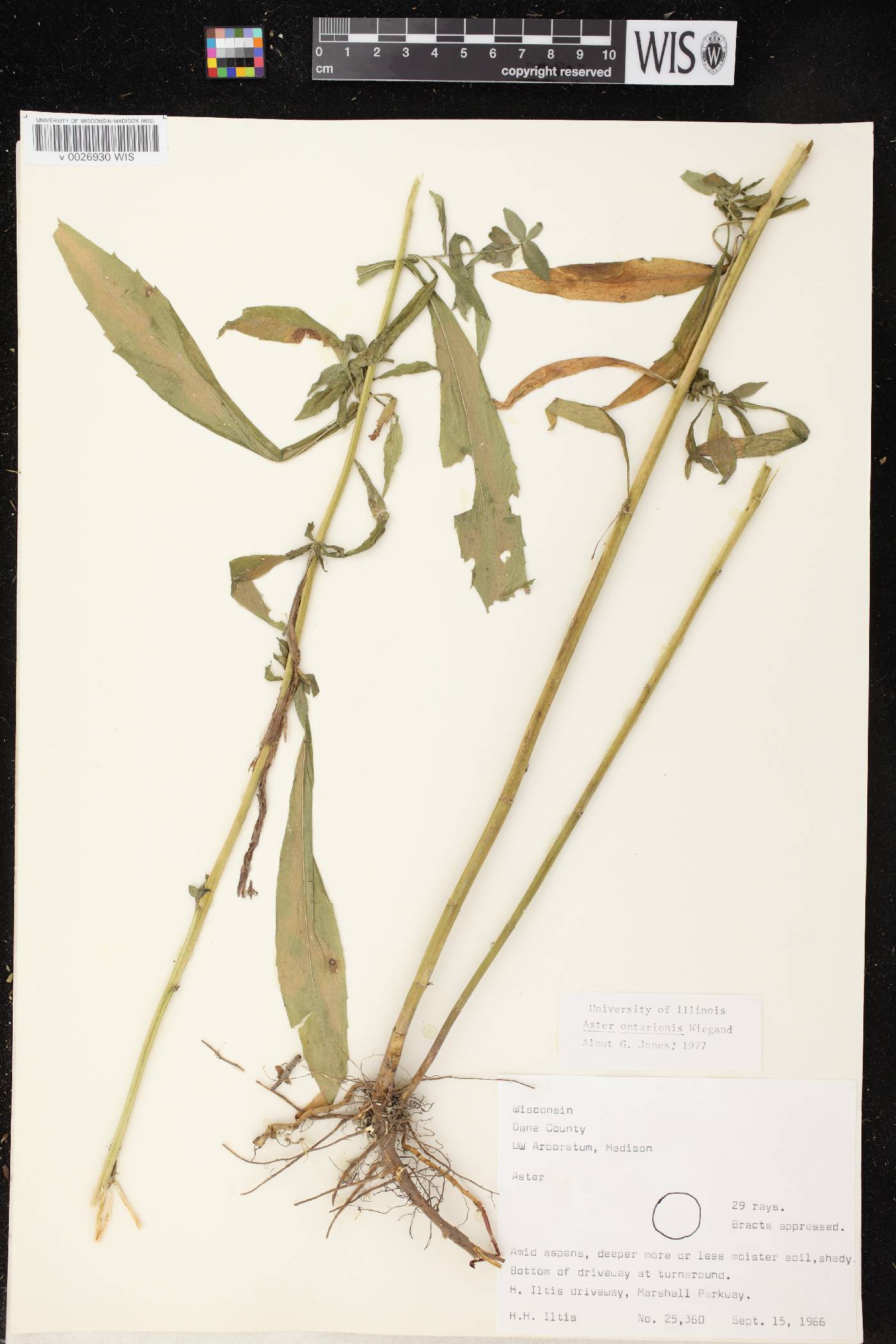 Symphyotrichum ontarionis image