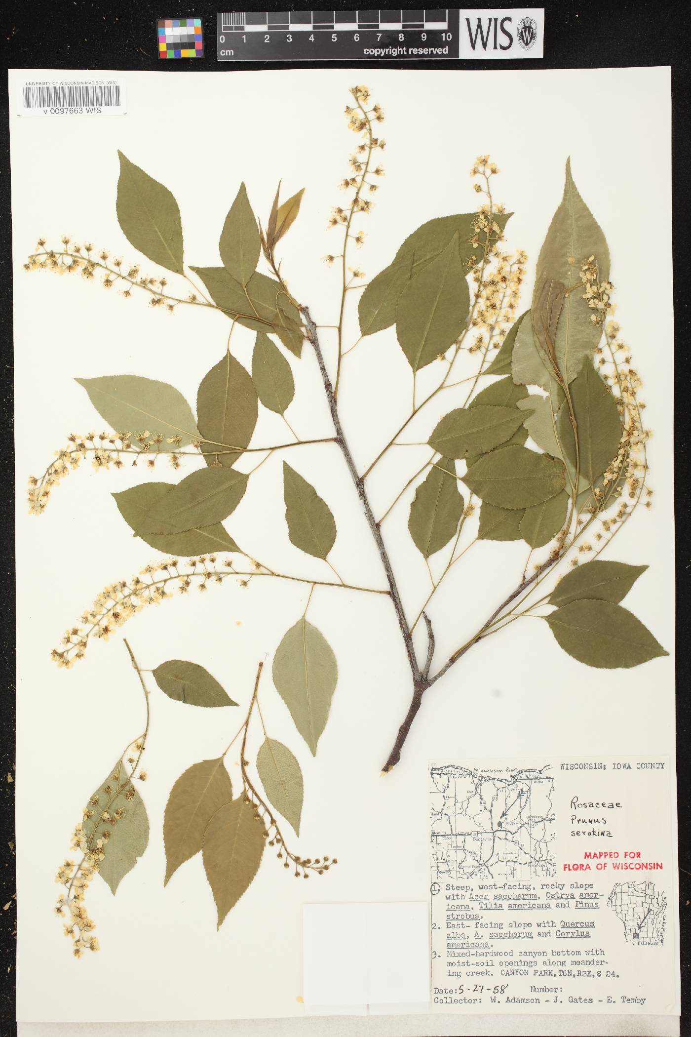 Prunus serotina var. serotina image