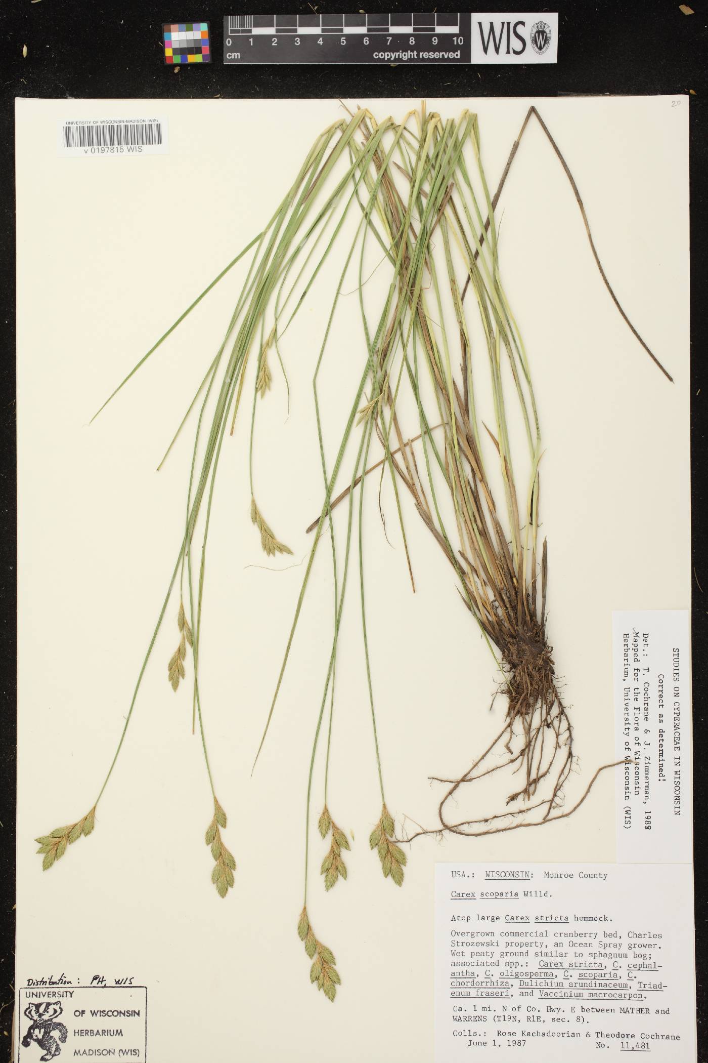 Carex scoparia var. scoparia image