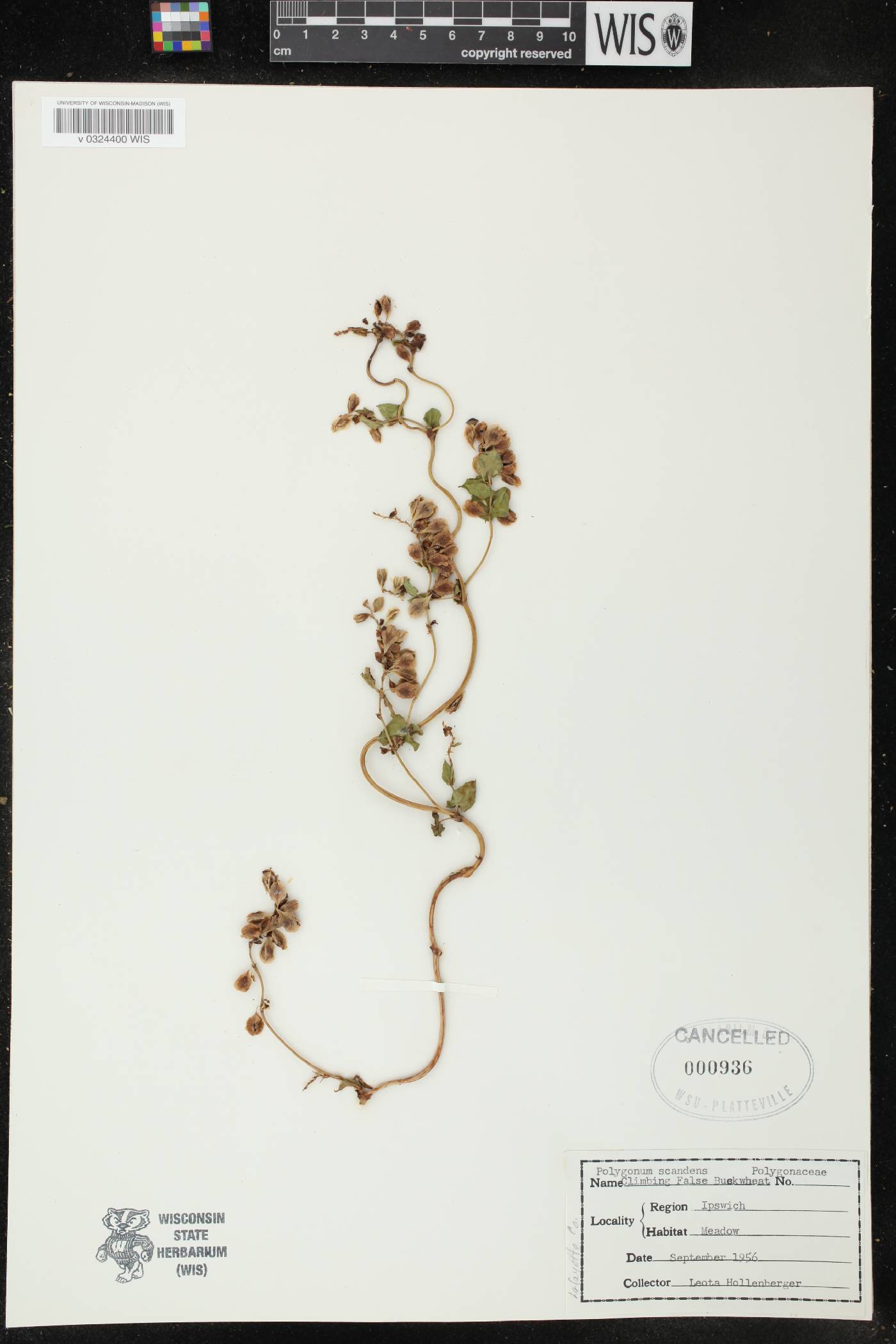 Fallopia scandens image