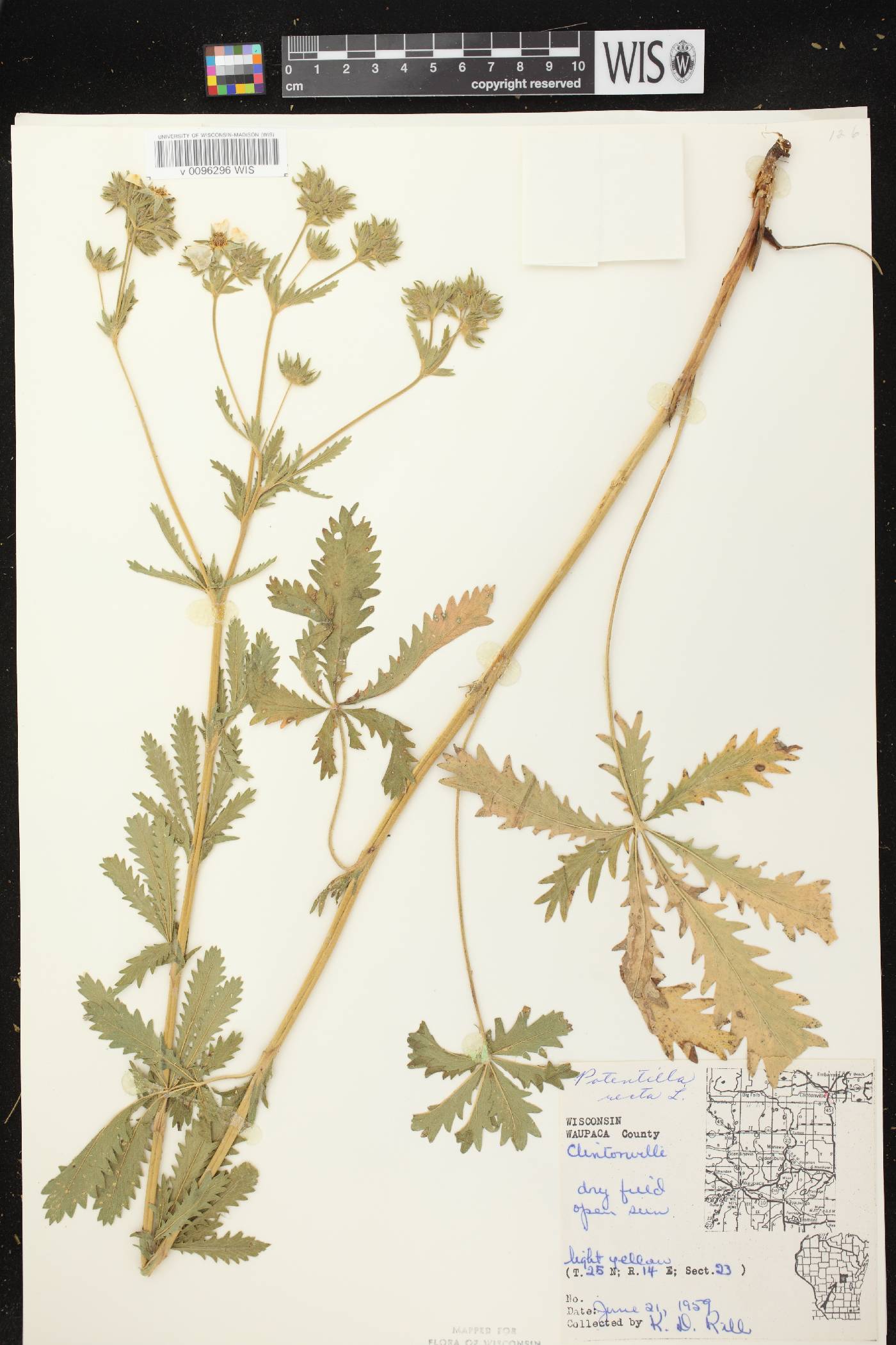 Potentilla recta image