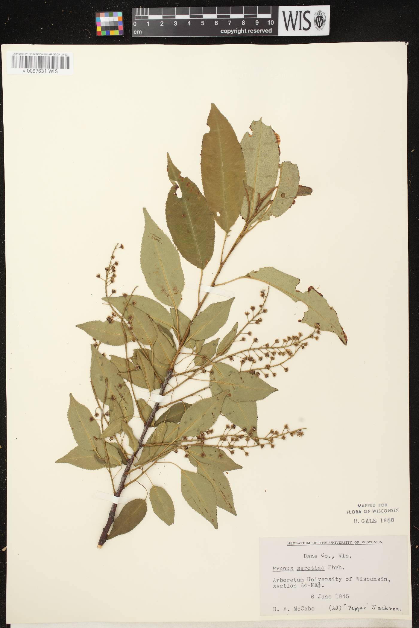 Prunus serotina var. serotina image