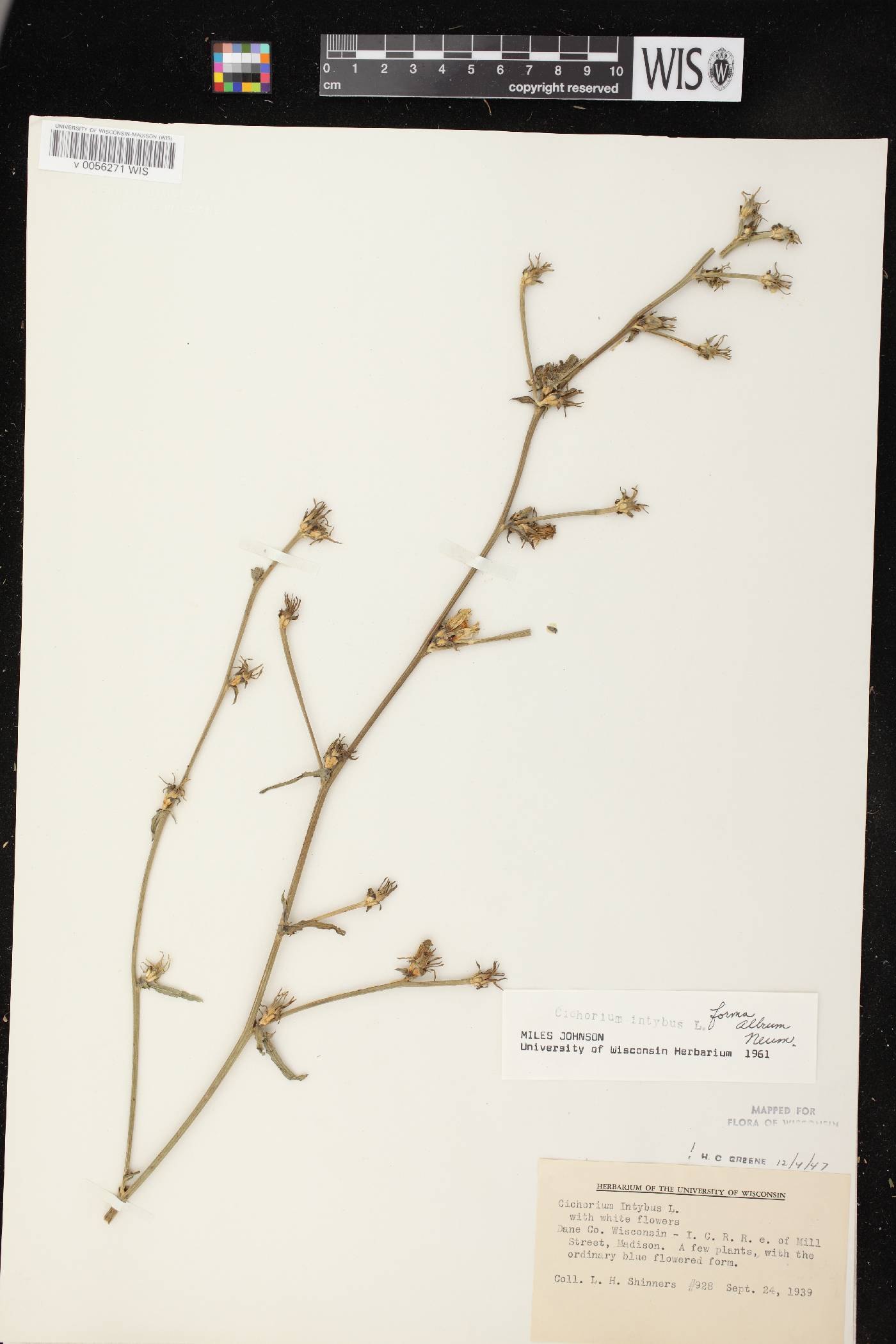Cichorium intybus image