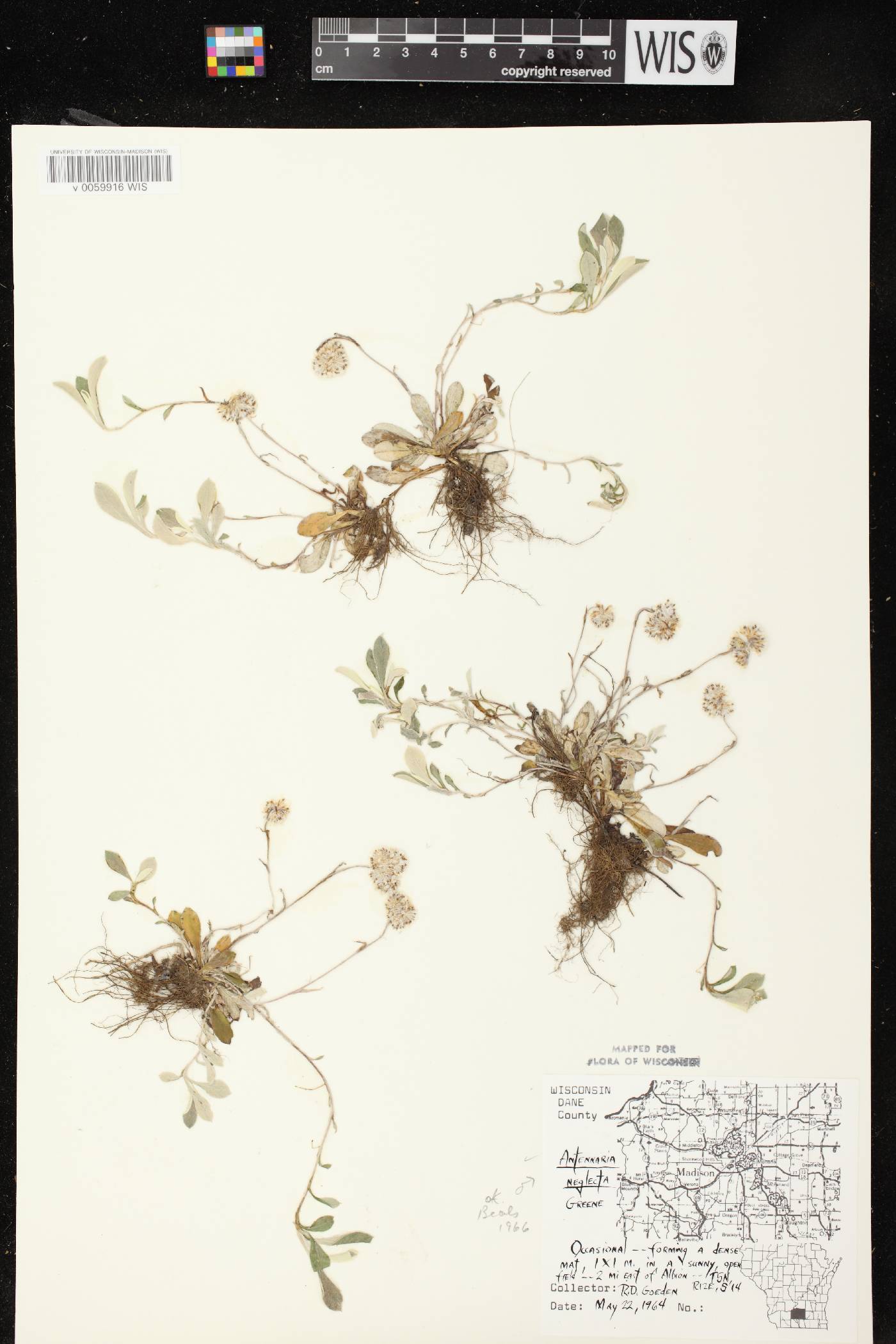 Antennaria neglecta image