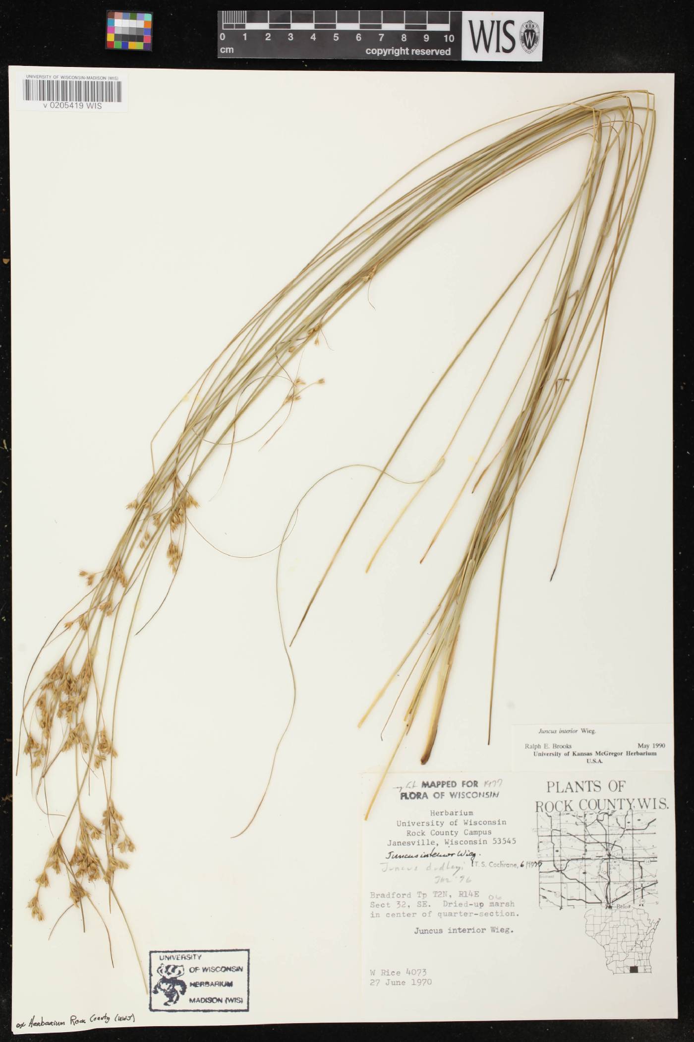 Juncus interior image
