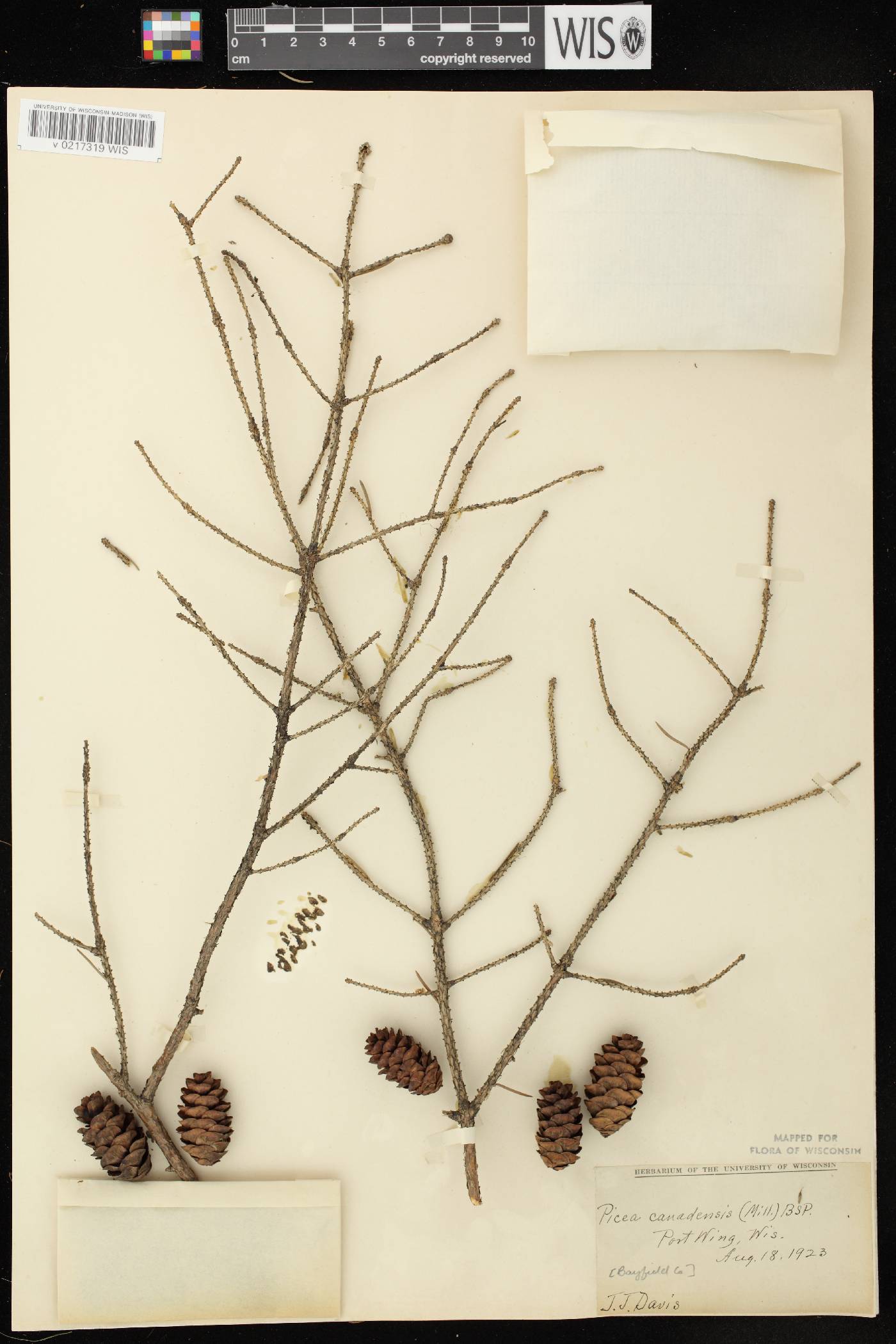 Picea glauca image