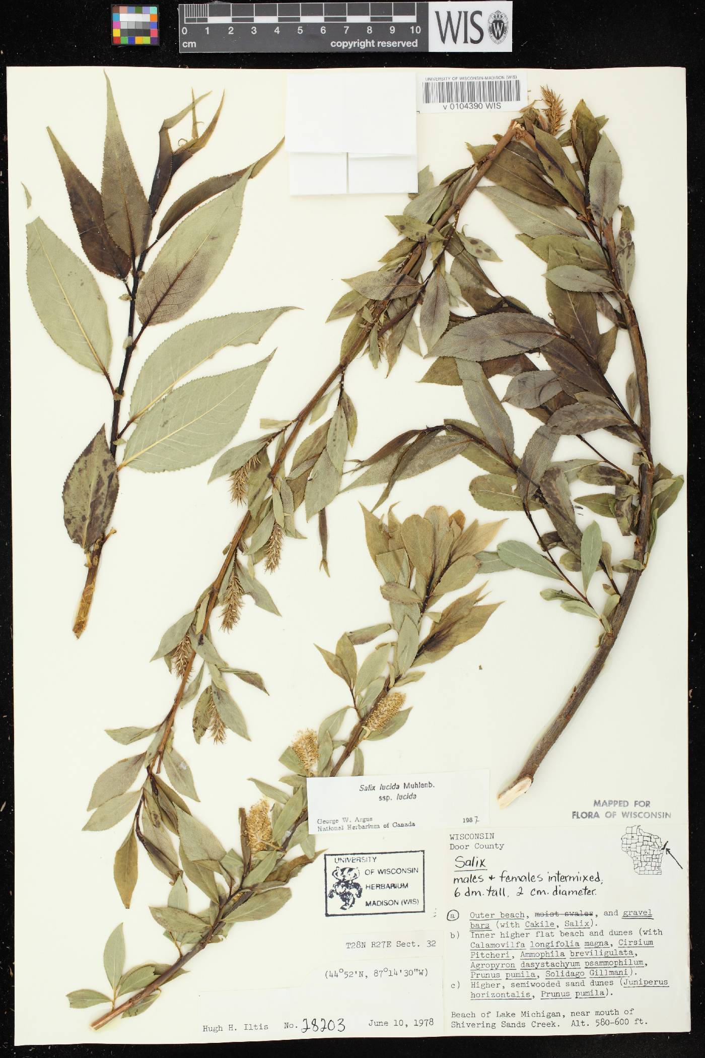 Salix lucida image