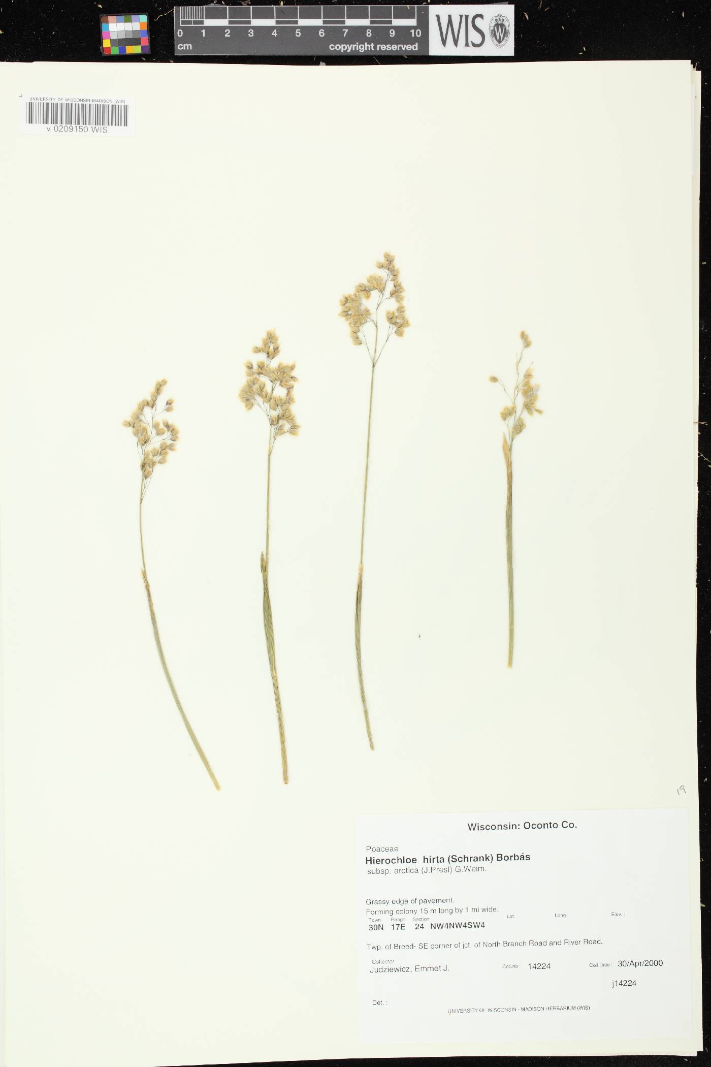Anthoxanthum hirtum subsp. arcticum image