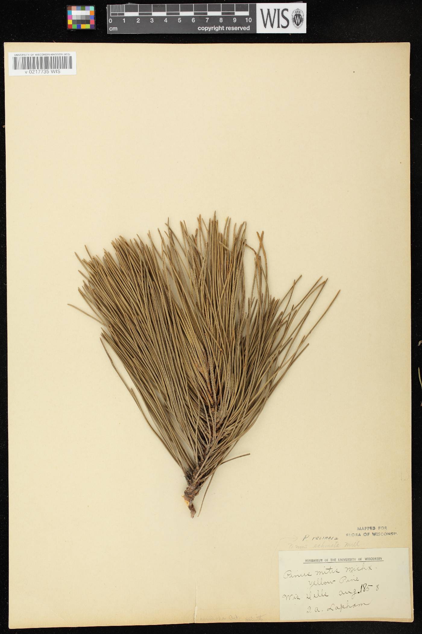 Pinus resinosa image