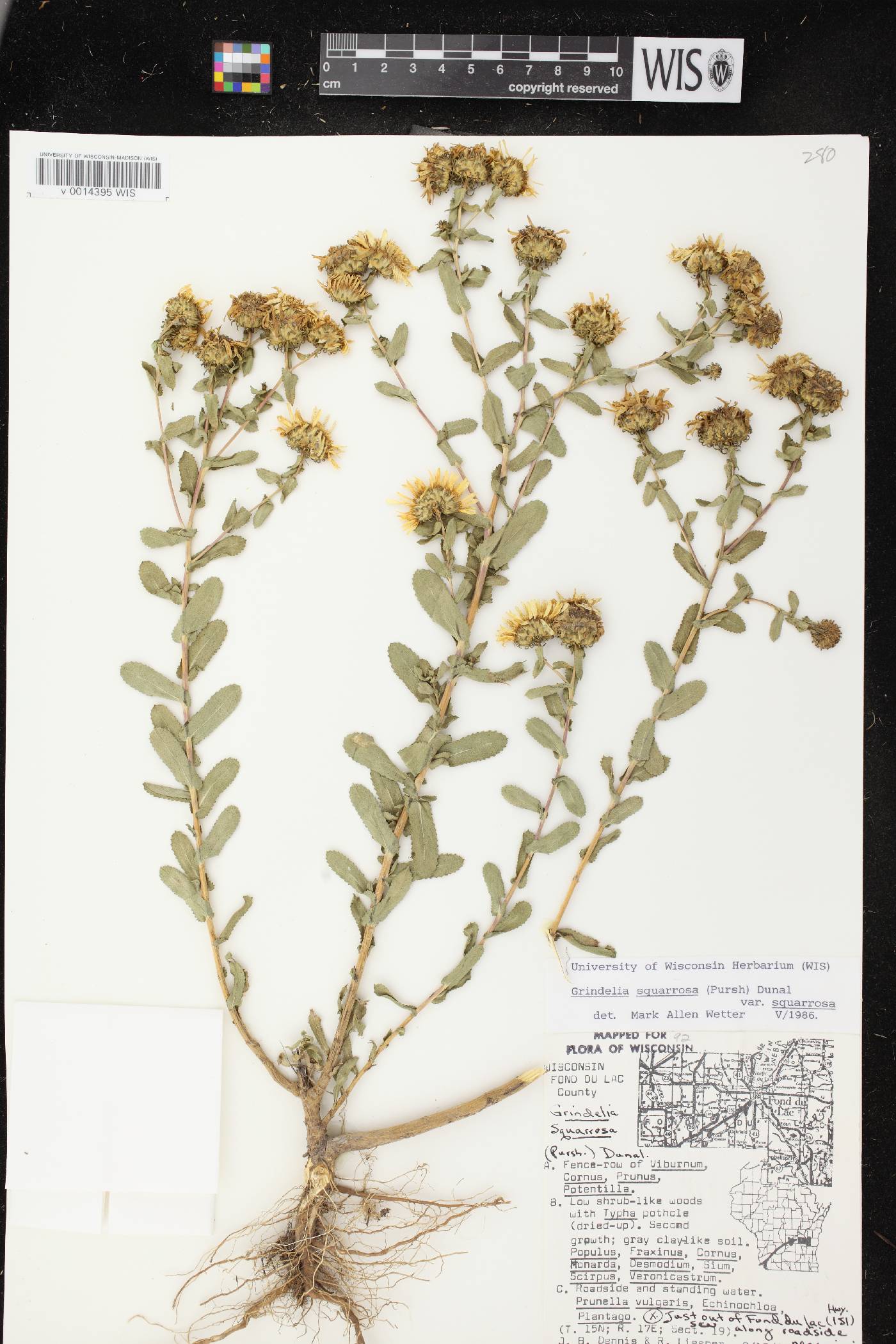 Grindelia squarrosa image