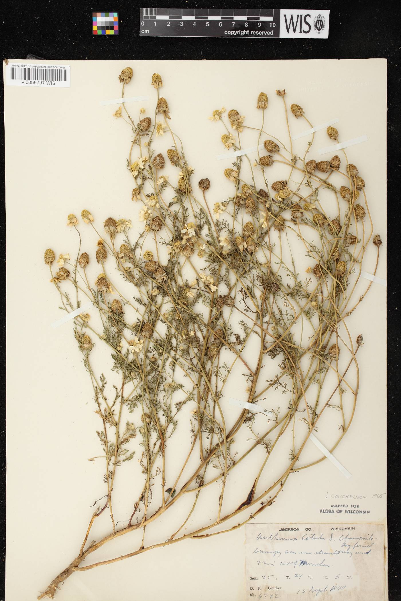 Anthemis cotula image