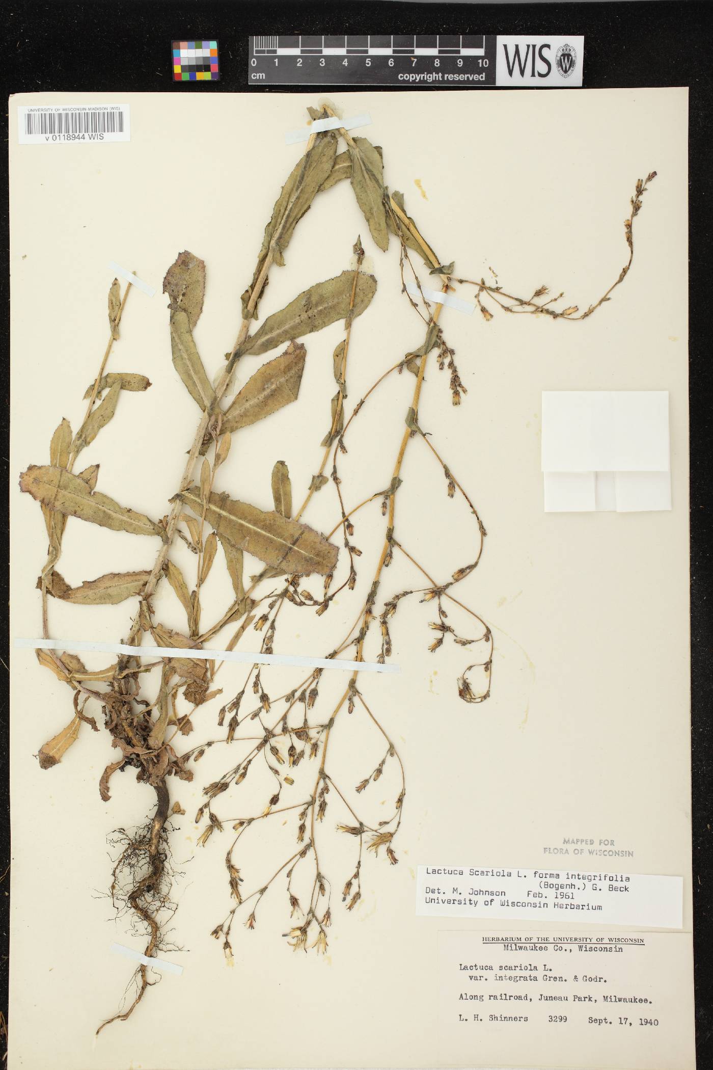 Lactuca serriola image