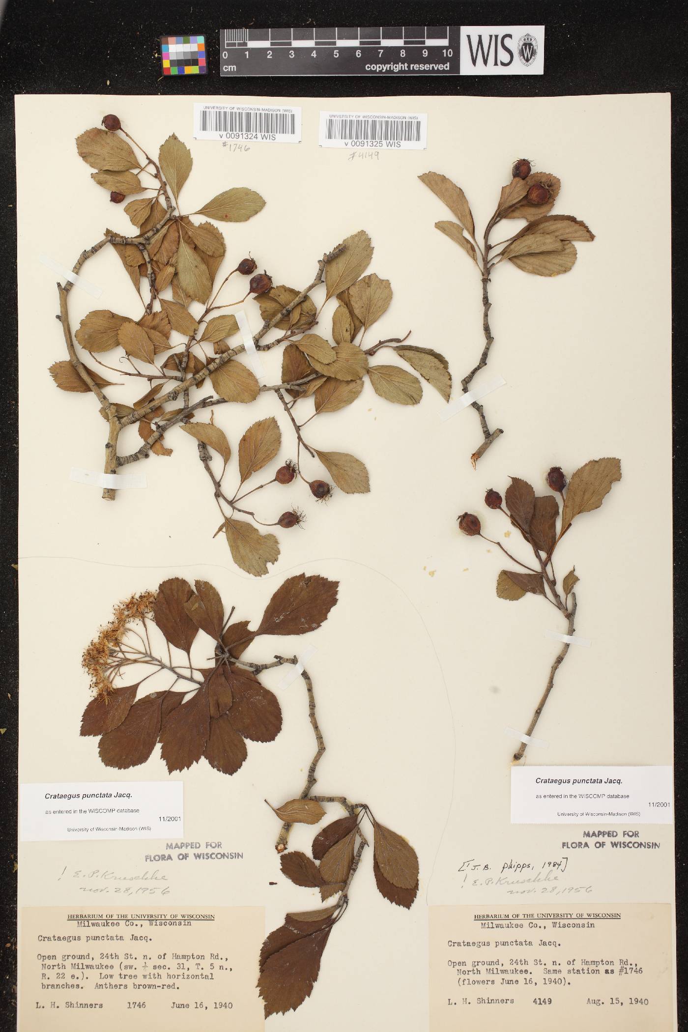 Crataegus punctata image