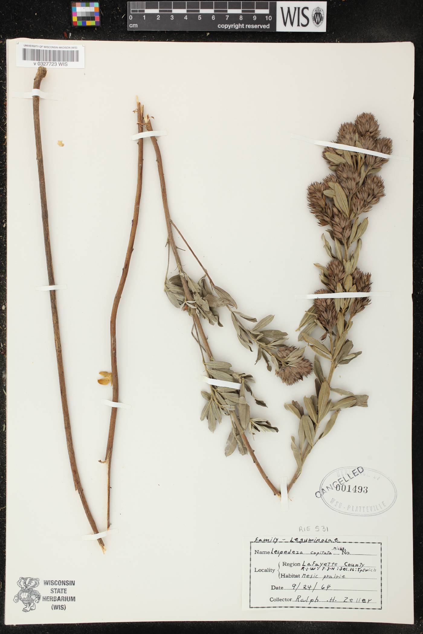 Lespedeza capitata image