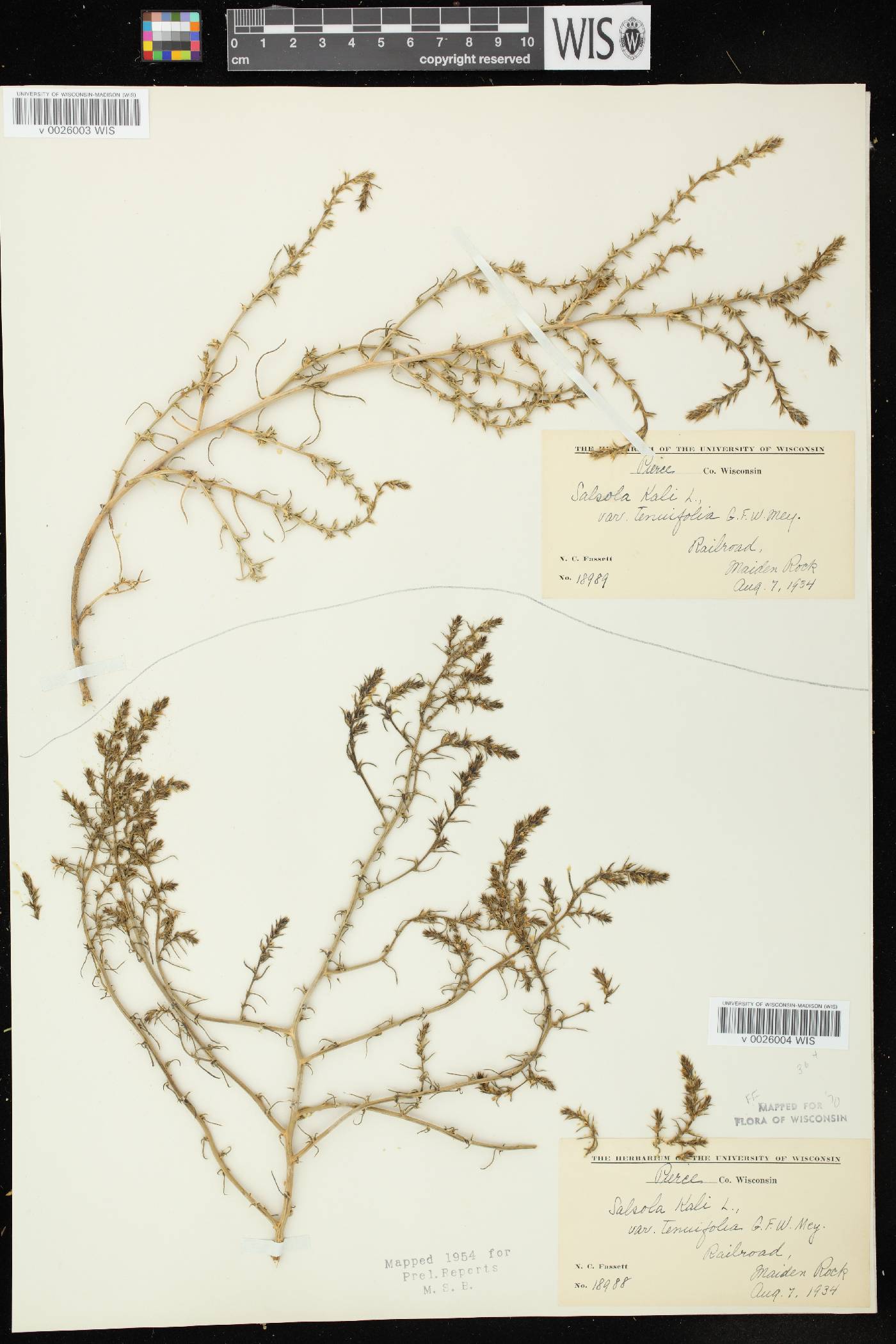 Salsola tragus image