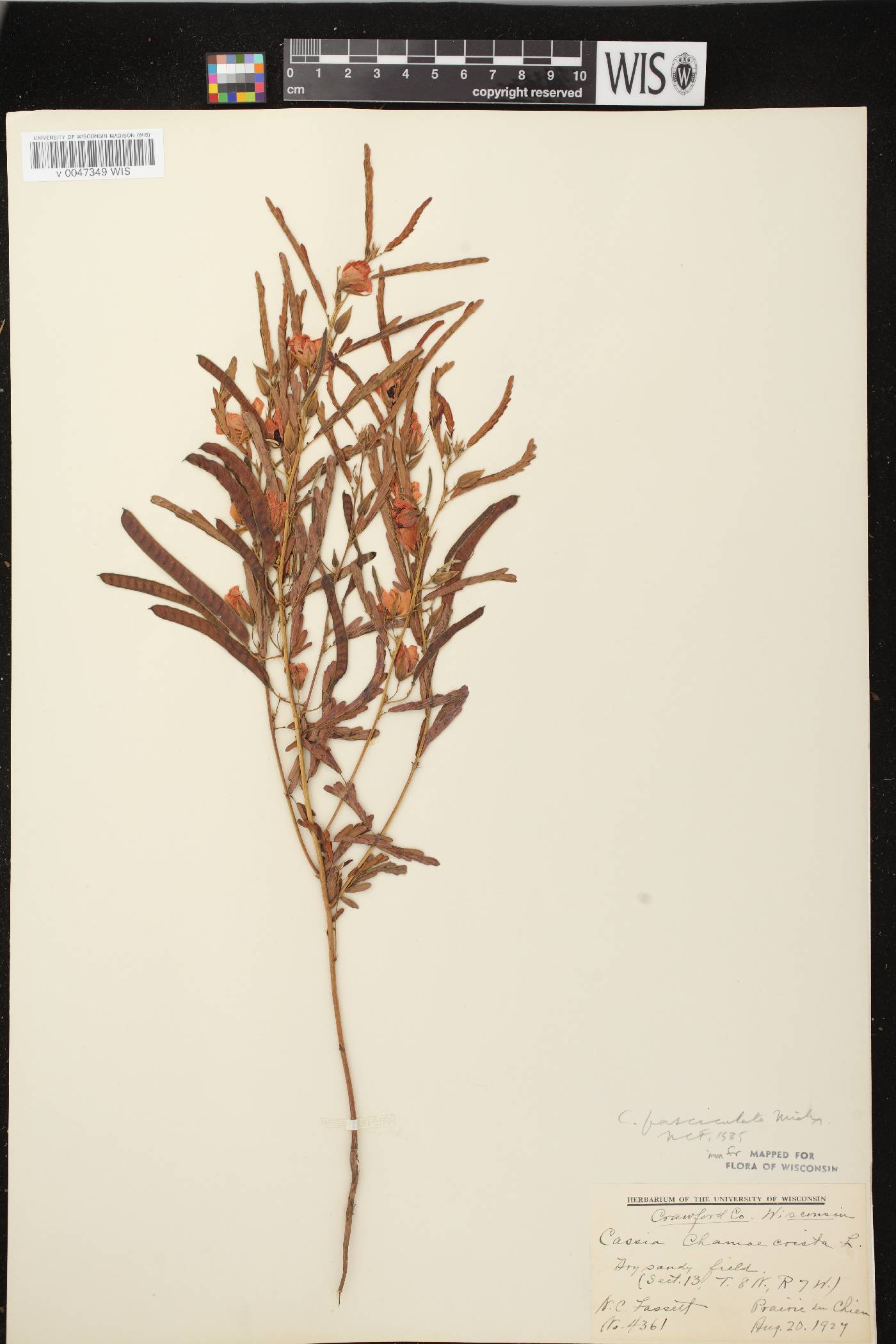 Chamaecrista fasciculata image