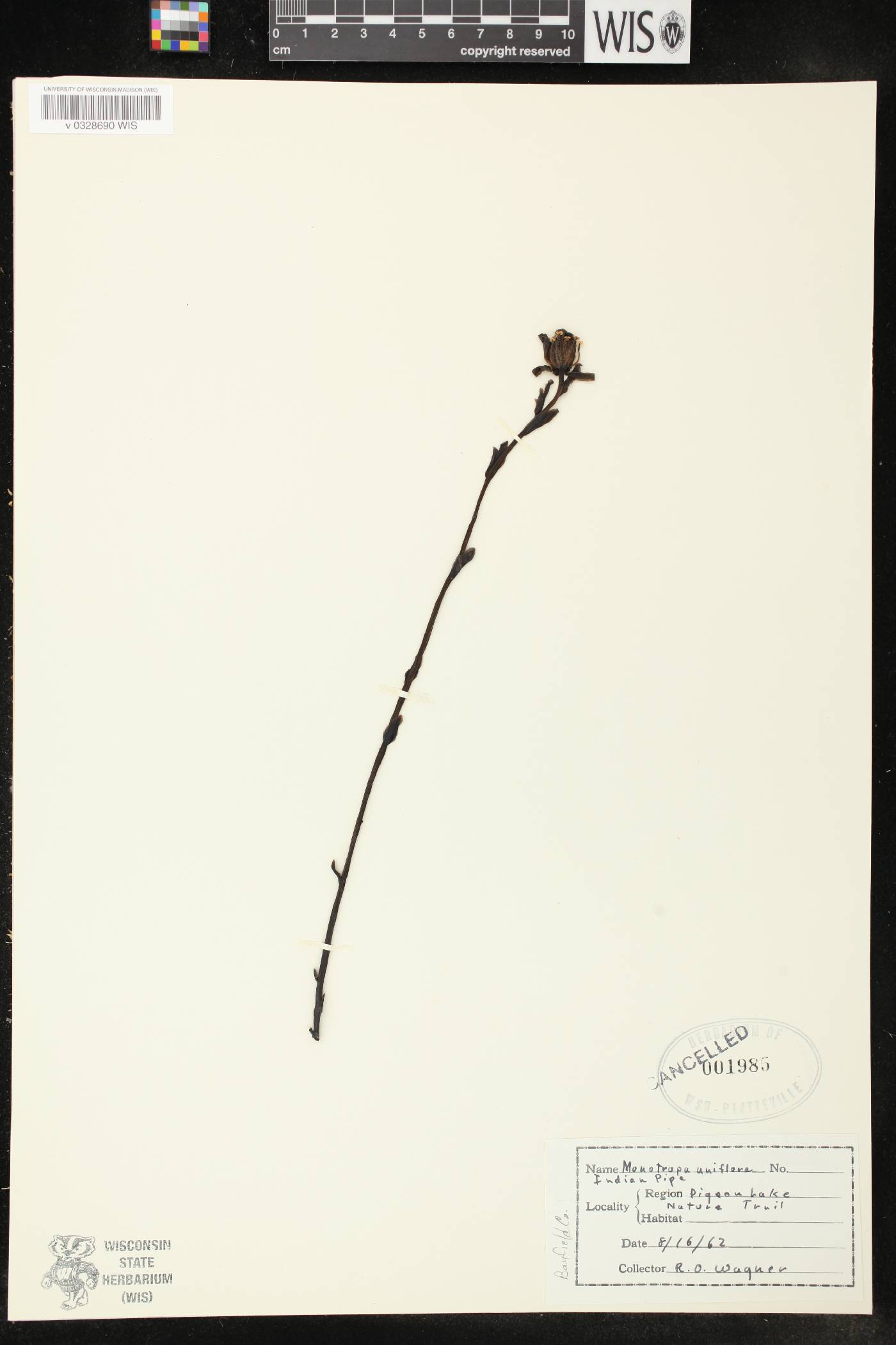 Monotropa uniflora image