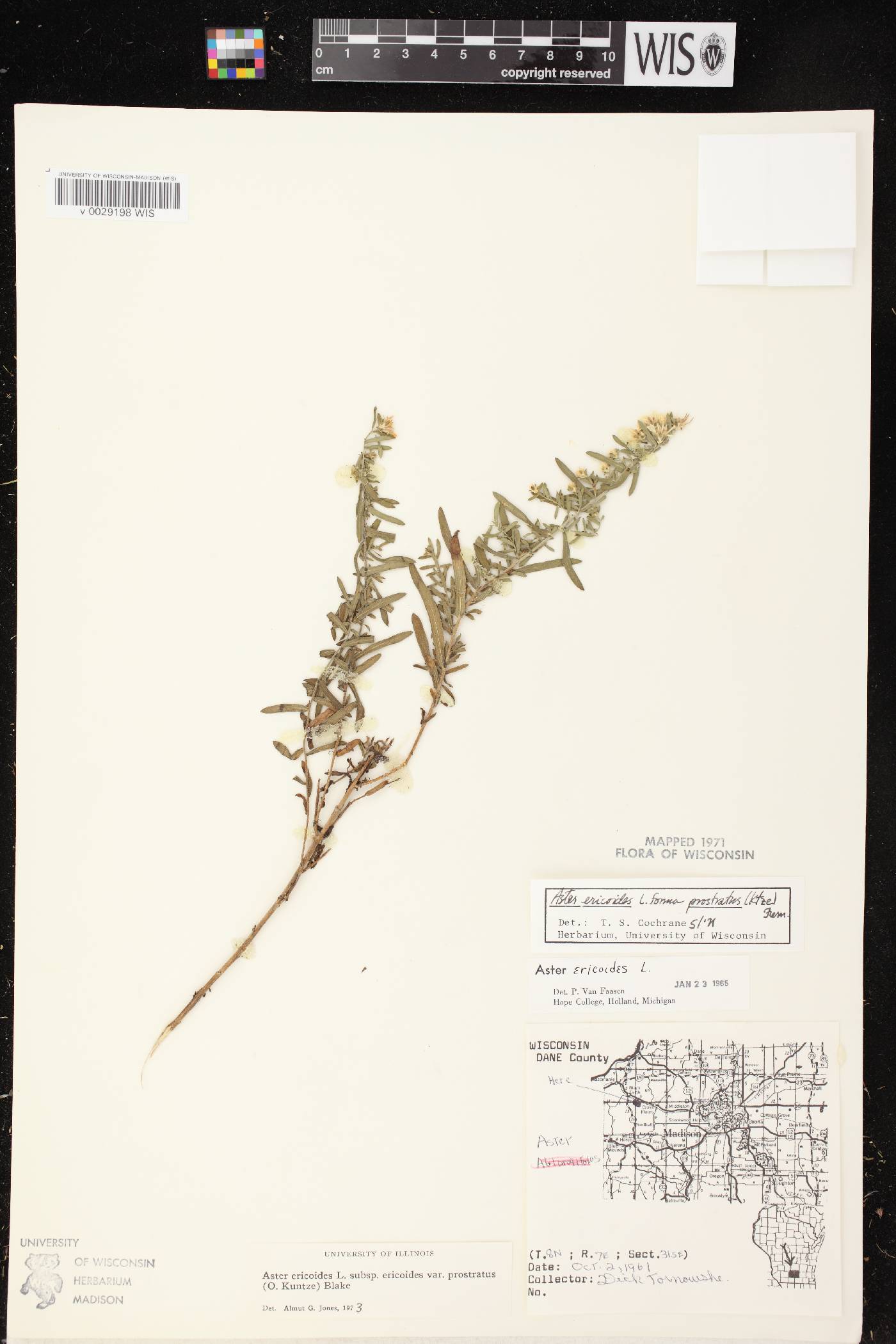 Symphyotrichum ericoides image