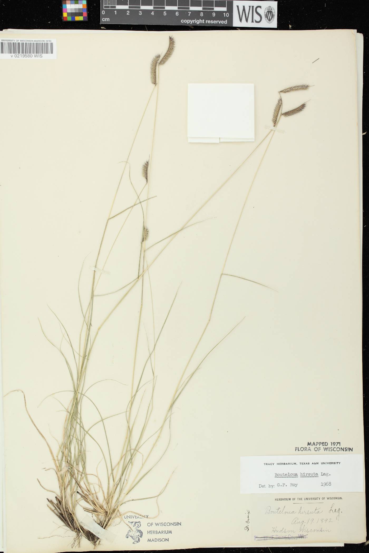 Bouteloua hirsuta subsp. hirsuta image