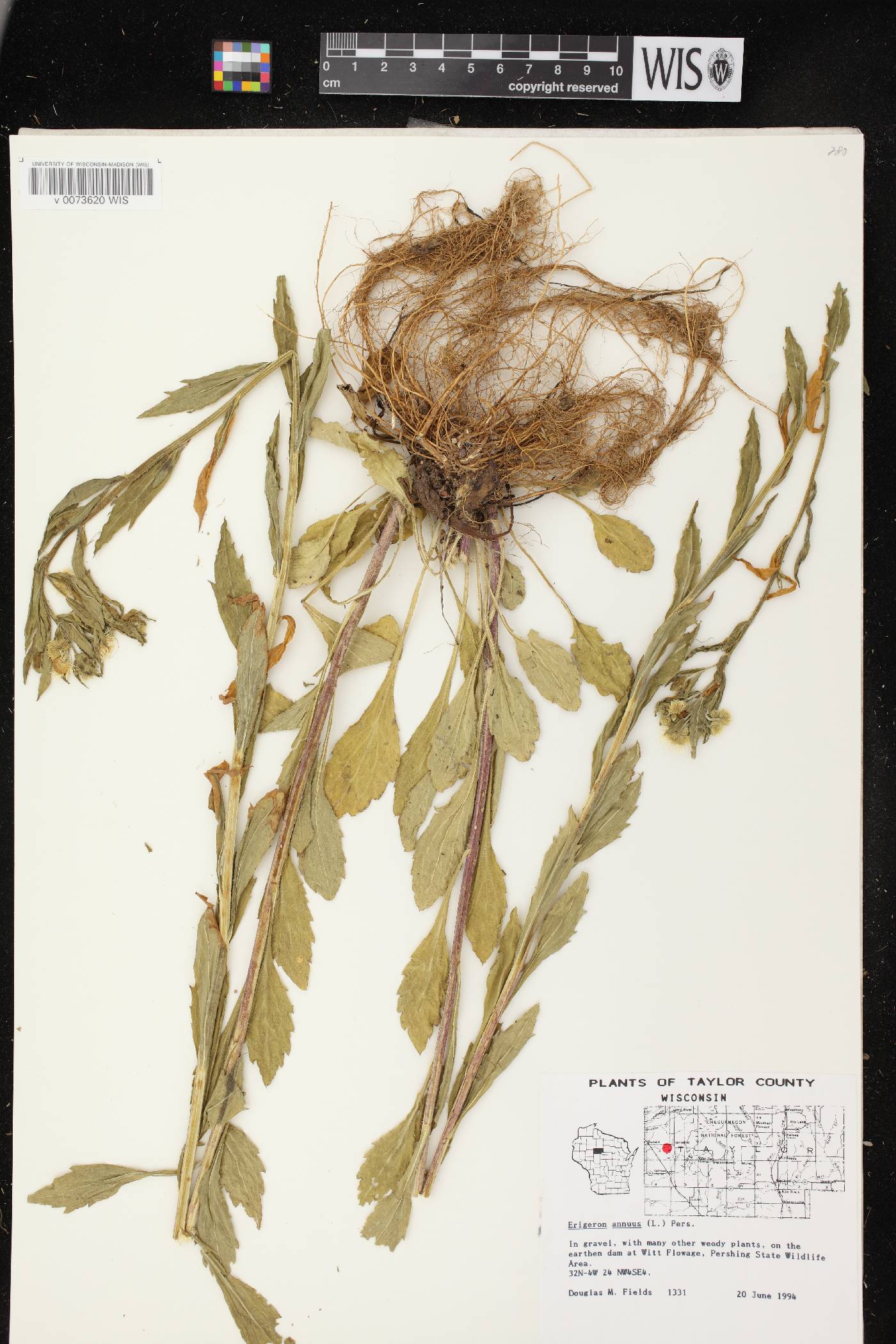 Erigeron annuus image