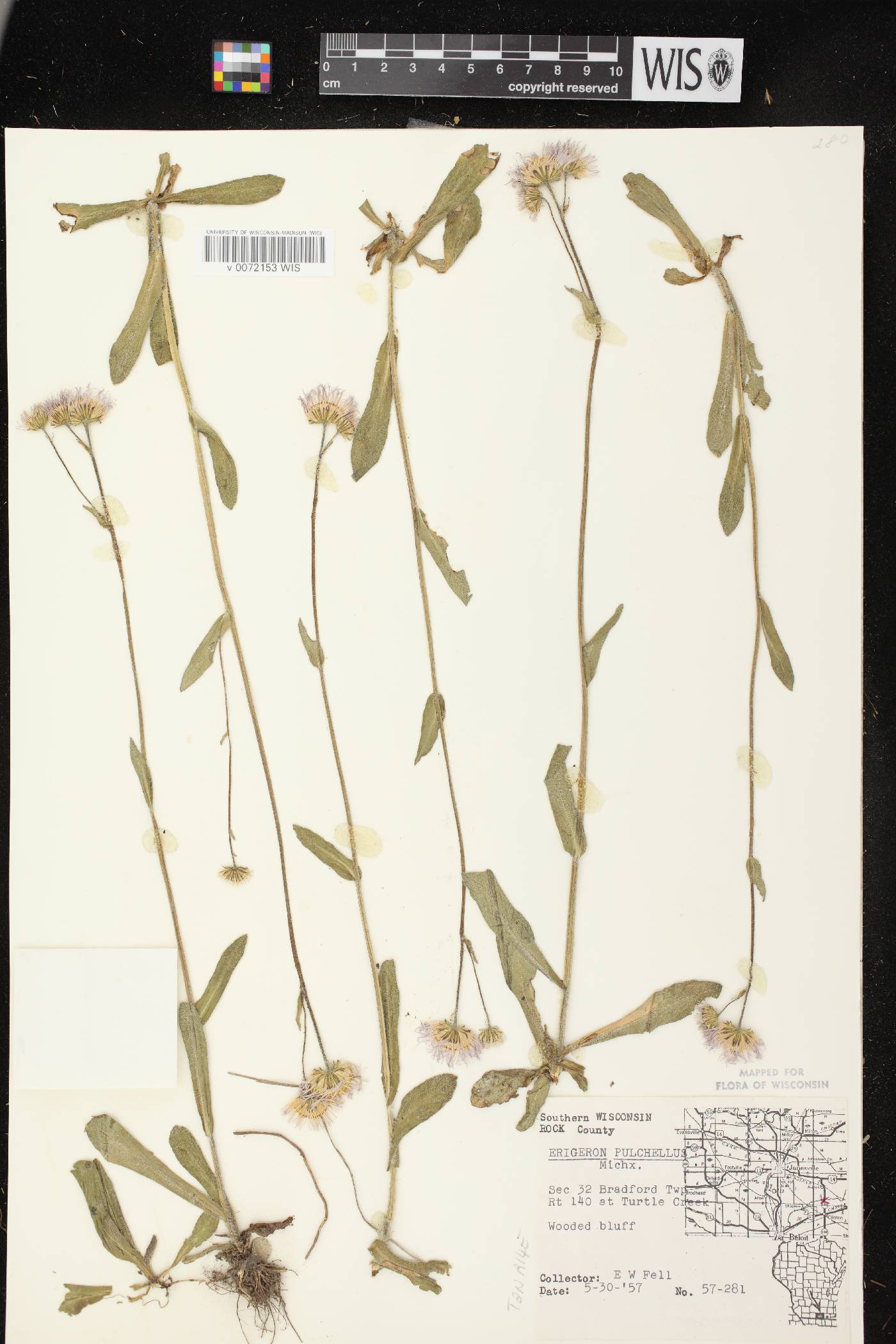 Erigeron pulchellus image
