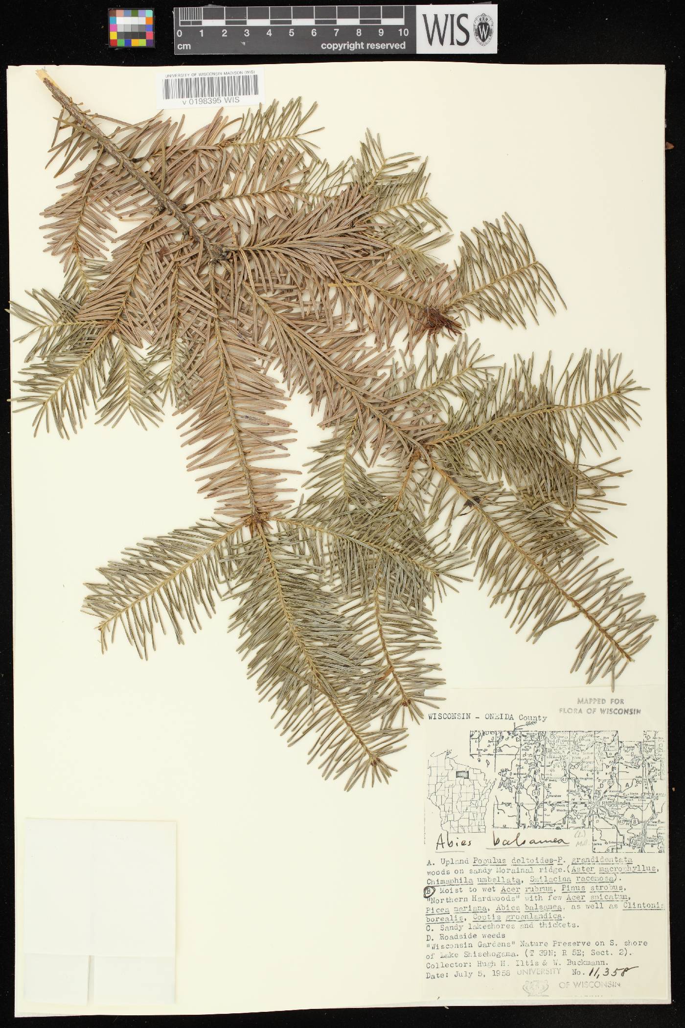 Abies balsamea image
