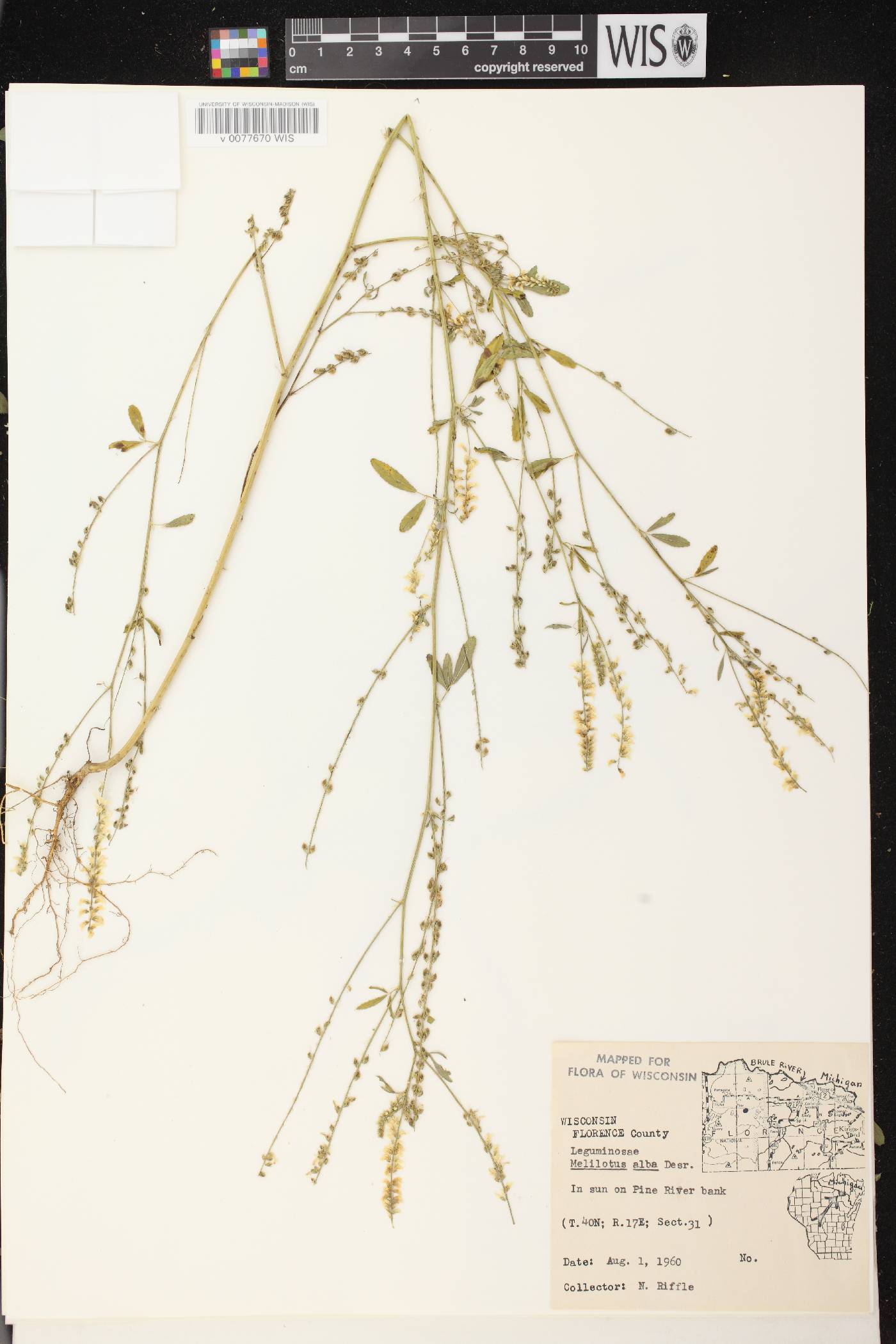 Melilotus albus image