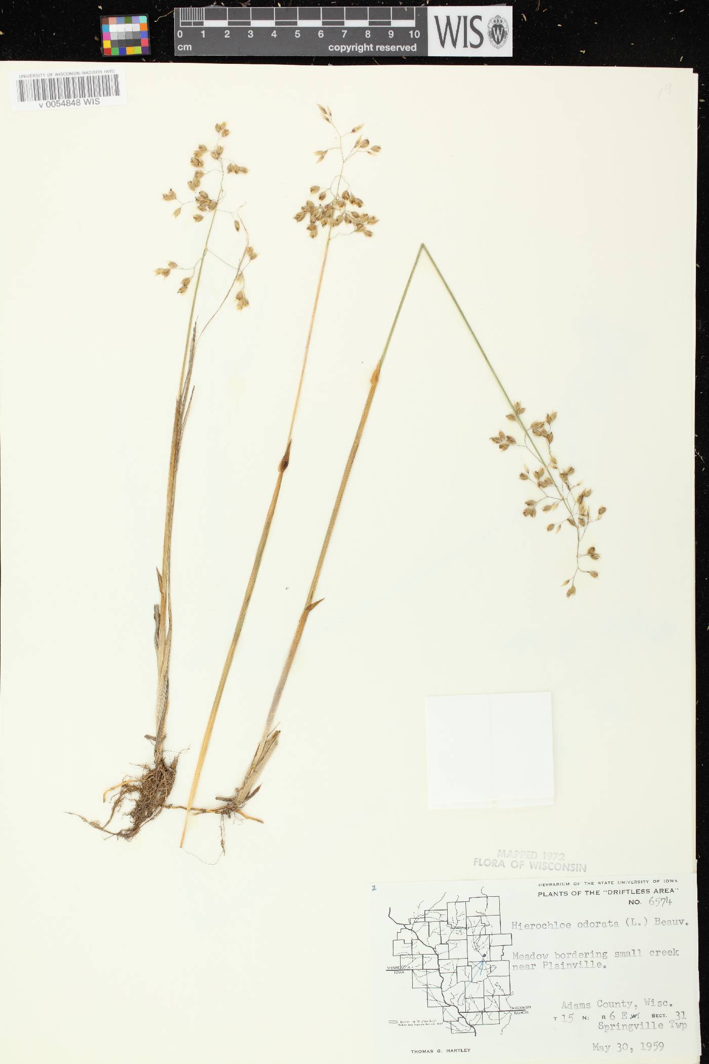 Anthoxanthum hirtum subsp. arcticum image