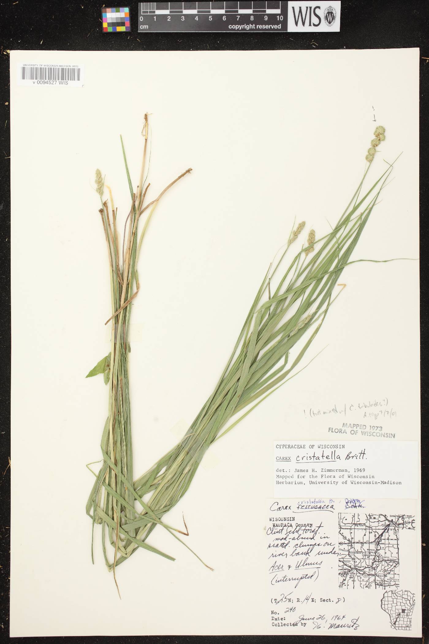 Carex cristatella image