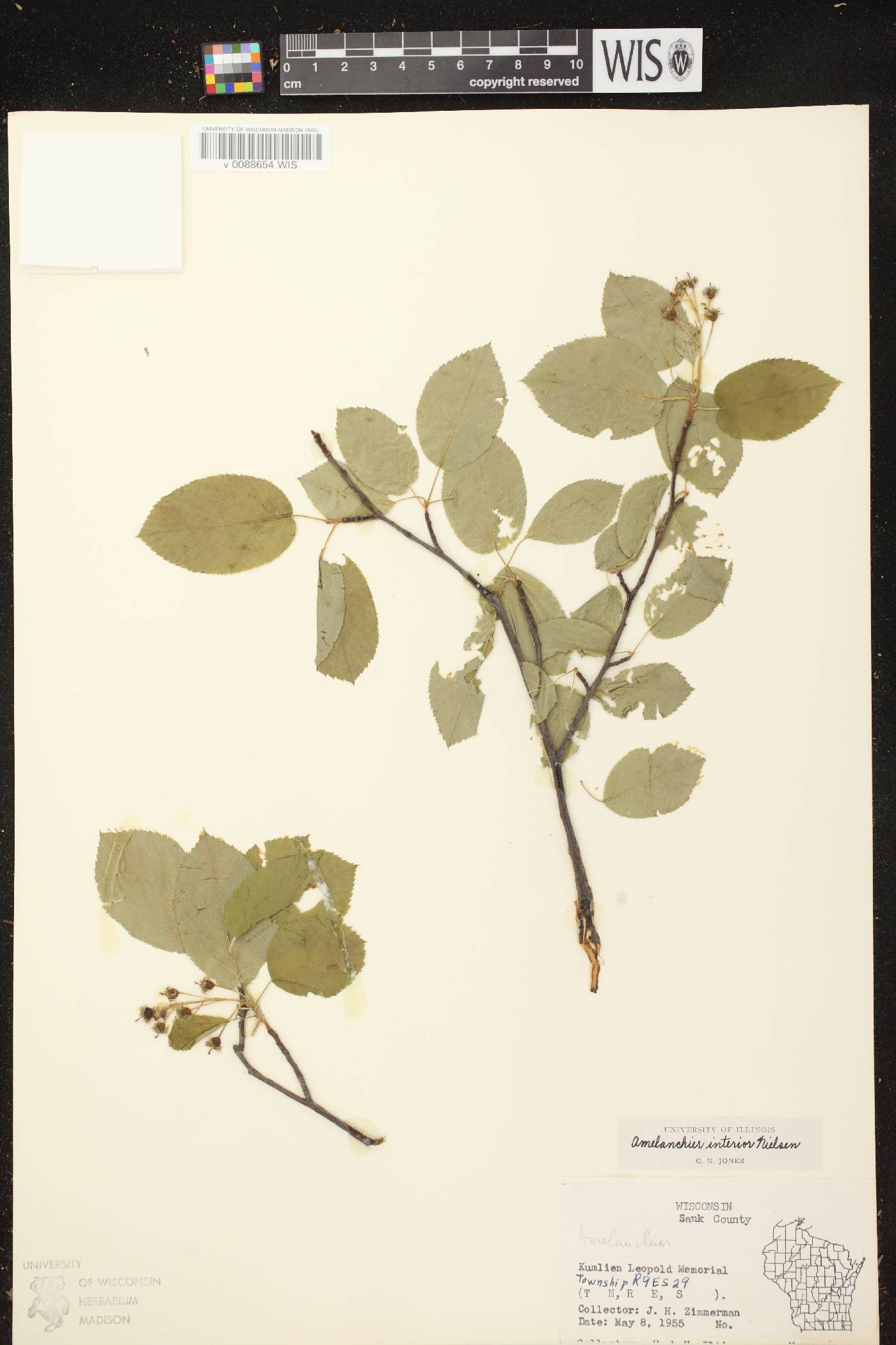 Amelanchier interior image