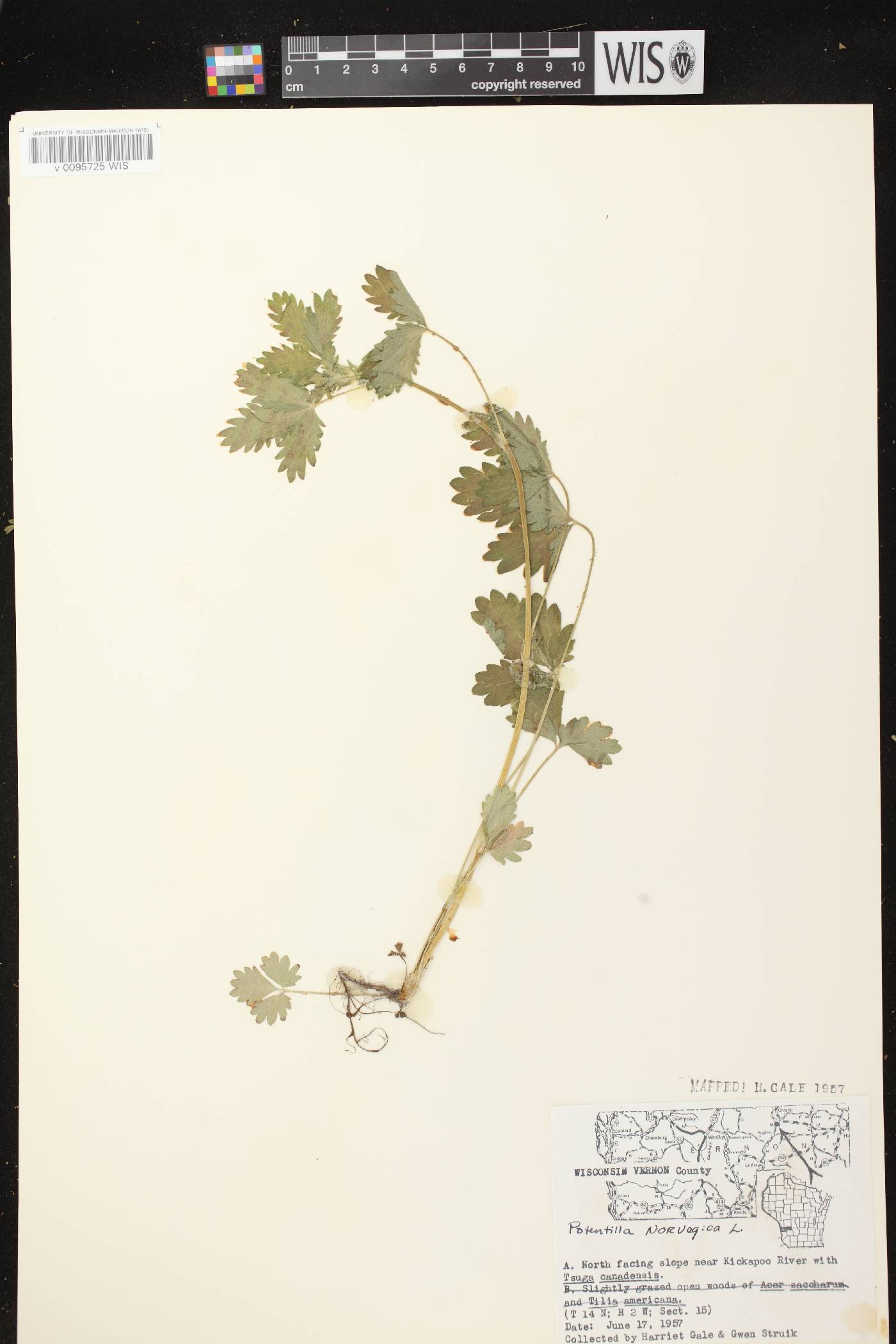 Potentilla norvegica image
