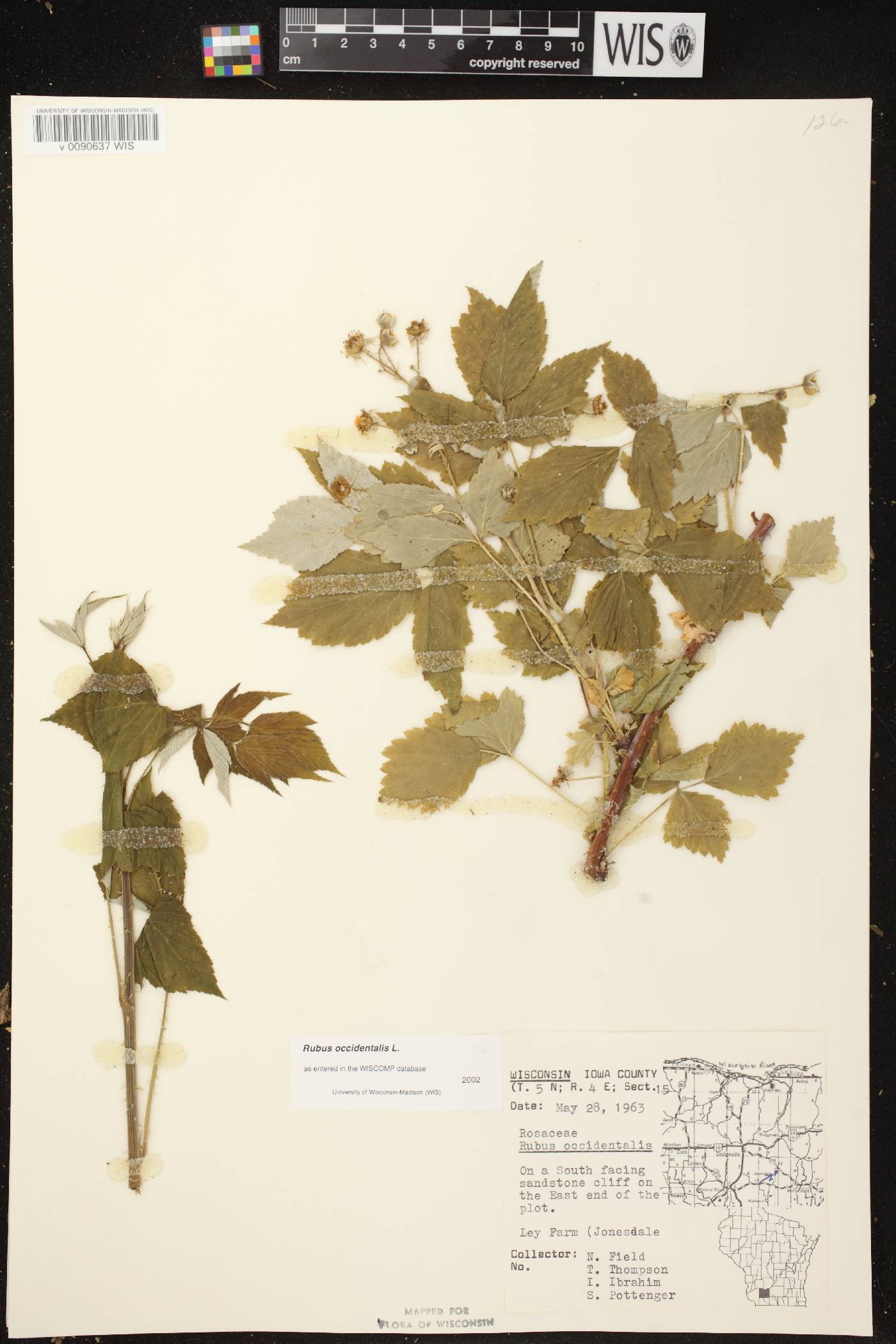 Rubus occidentalis image