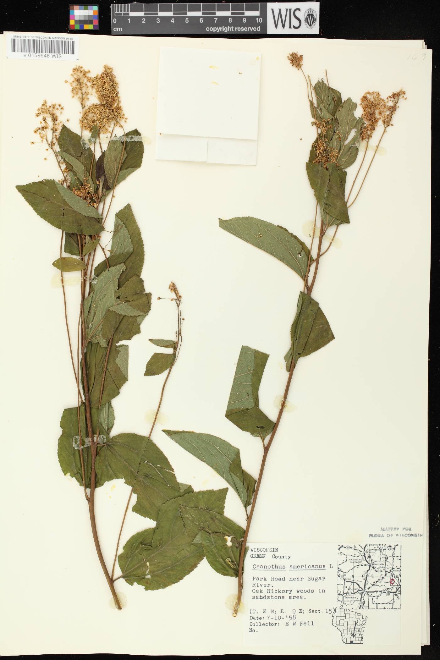 Ceanothus americanus image
