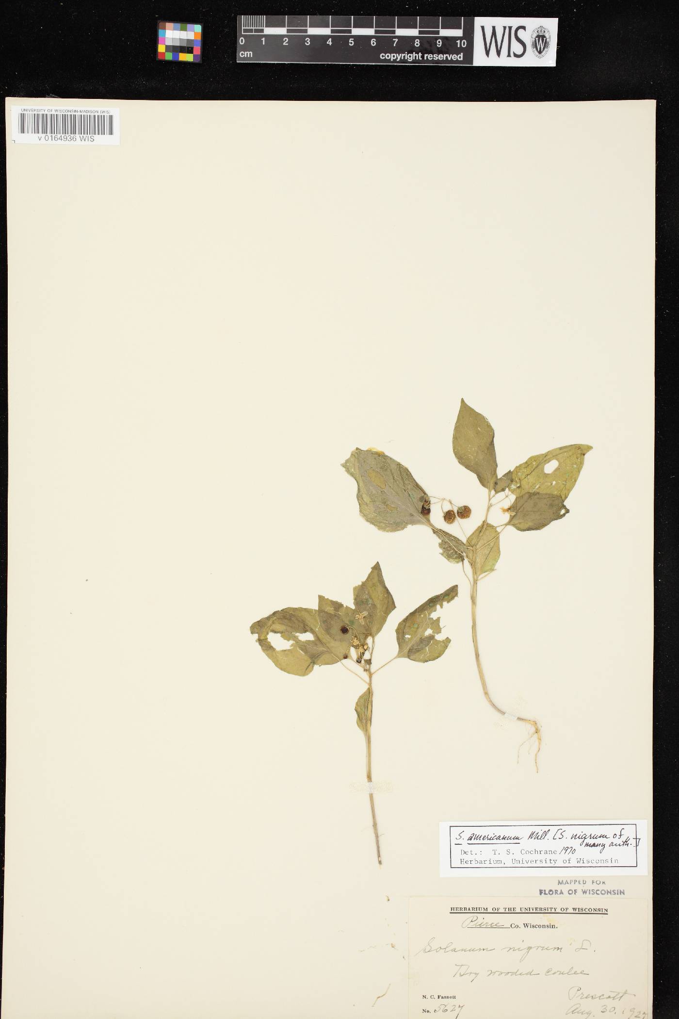 Solanum ptychanthum image