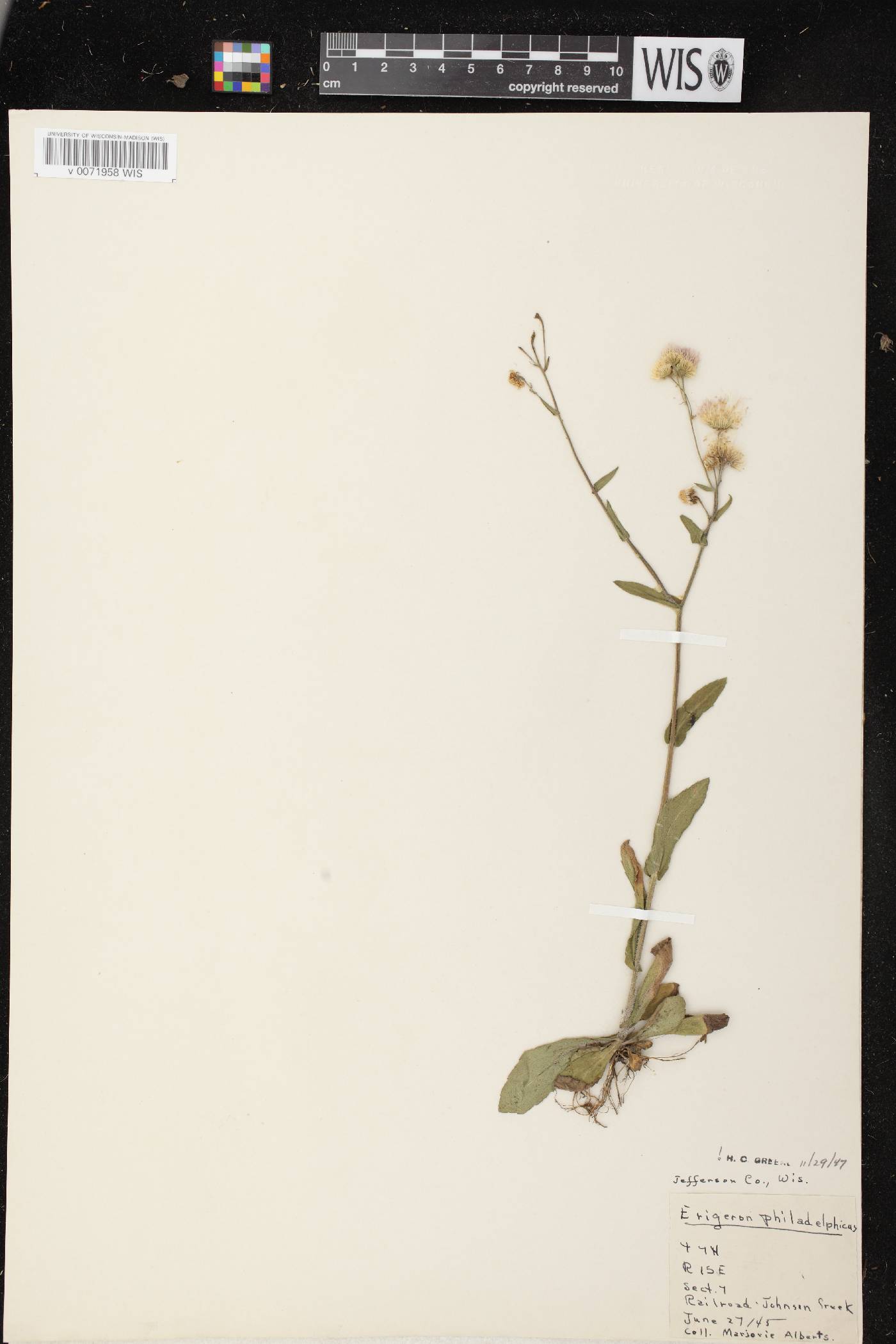 Erigeron philadelphicus var. philadelphicus image