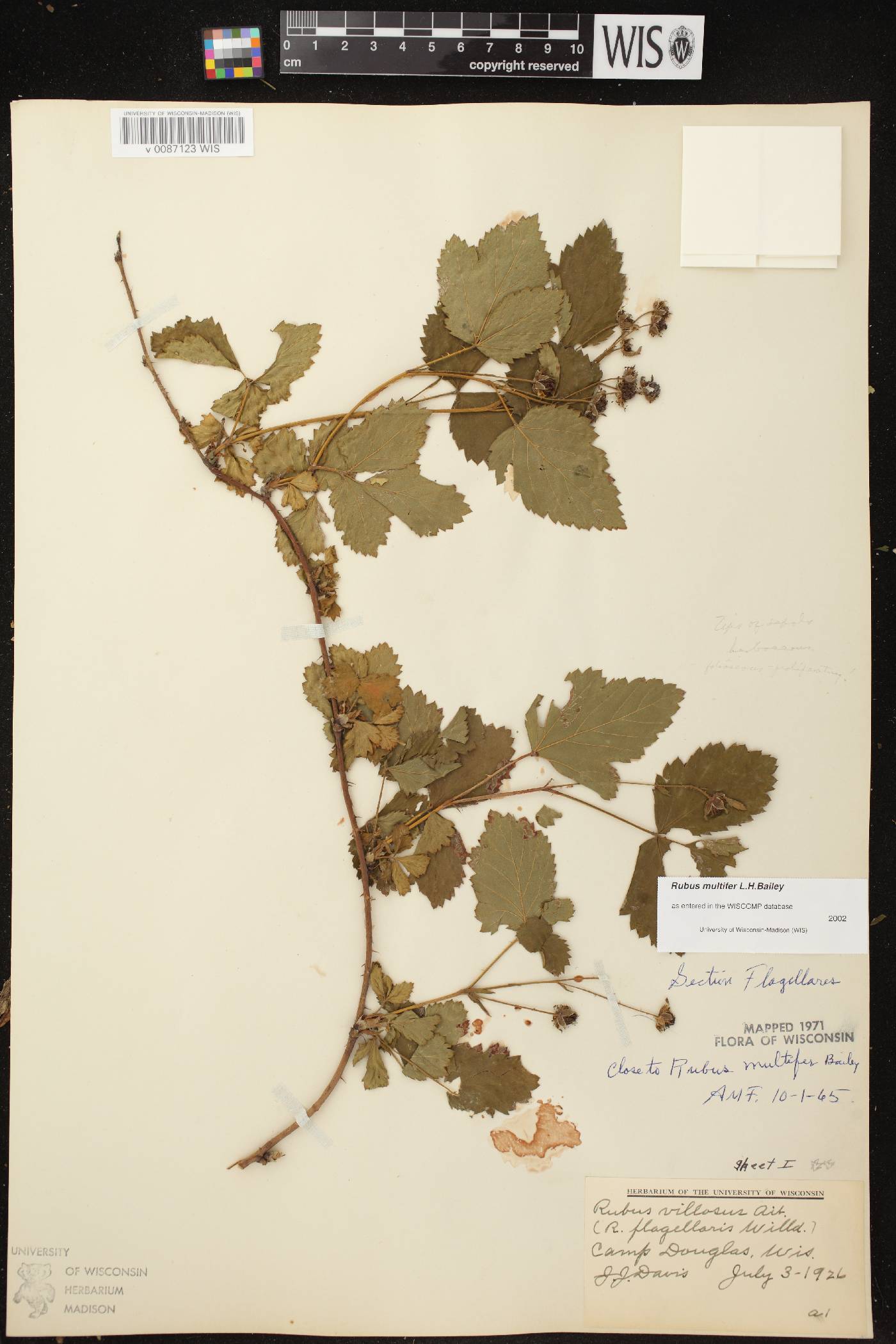 Rubus flagellaris image