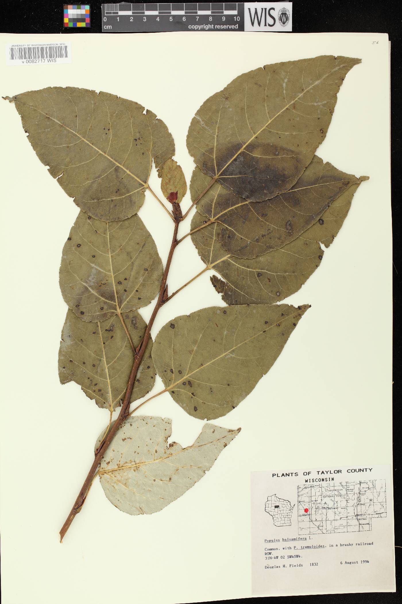 Populus balsamifera image
